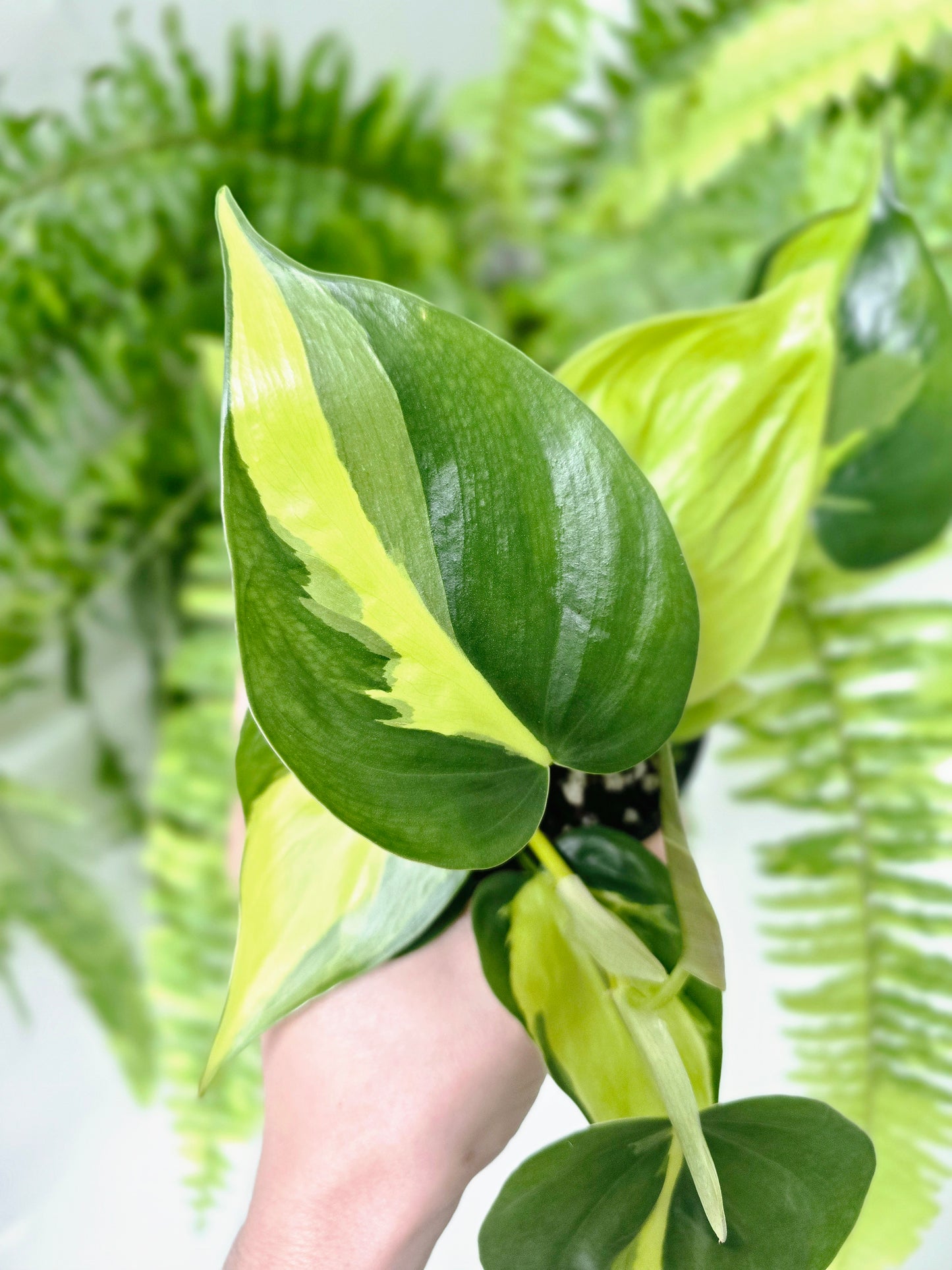 Philodendron Hederaceum Var. Oxycardium 'Brasil' - 100mm