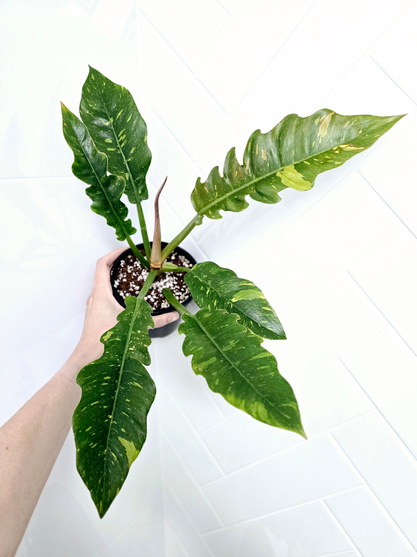 Philodendron 'Ring of Fire' - 118mm