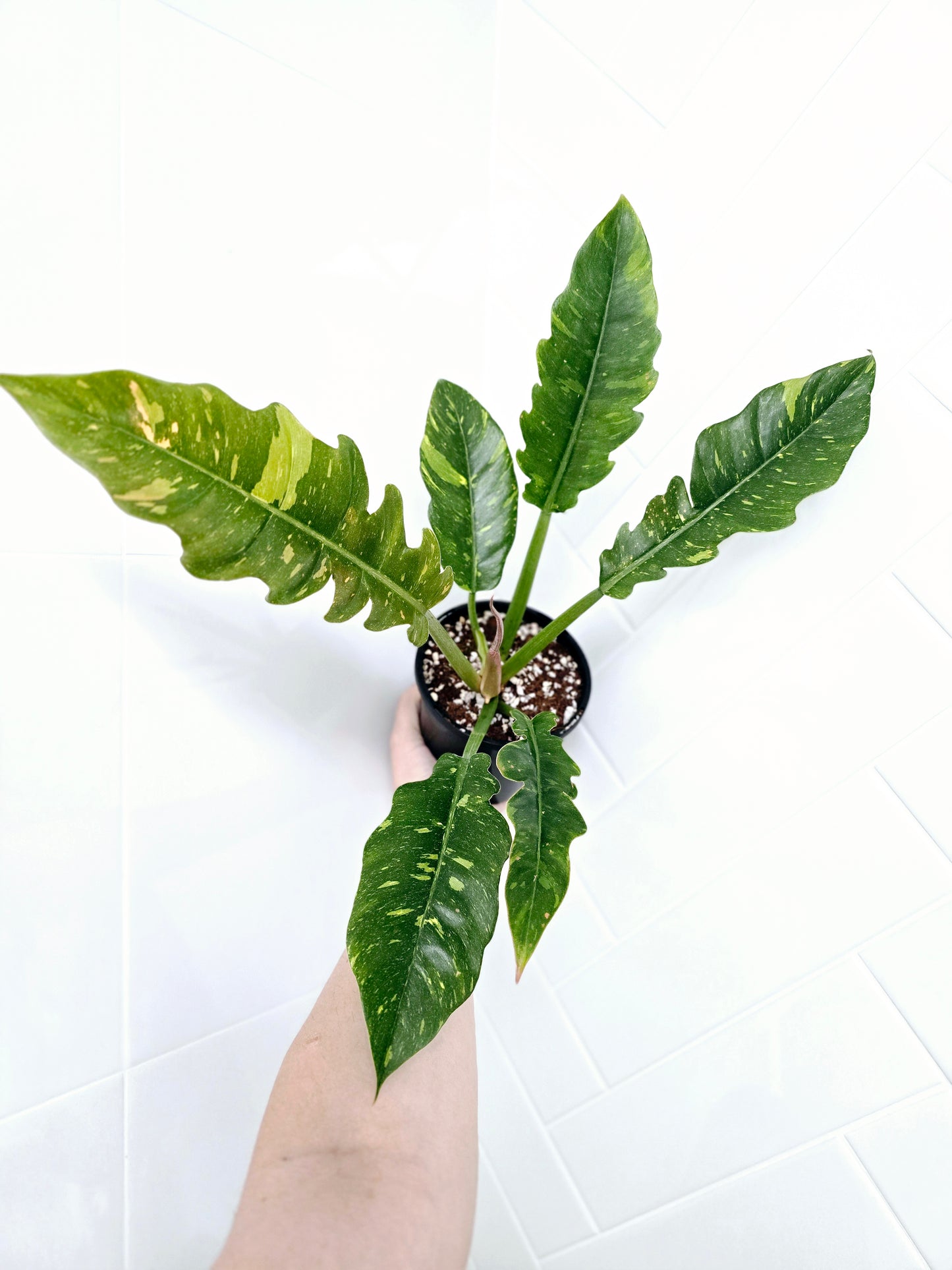 Philodendron 'Ring of Fire' - 118mm