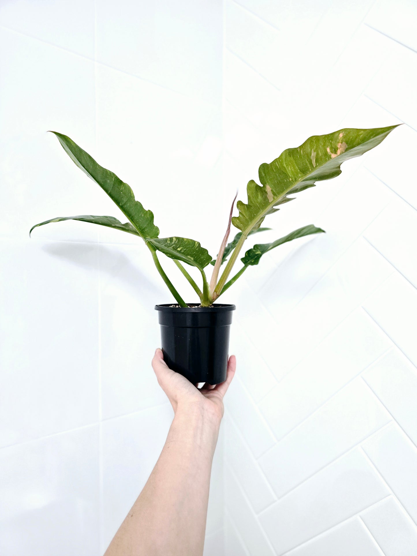 Philodendron 'Ring of Fire' - 118mm