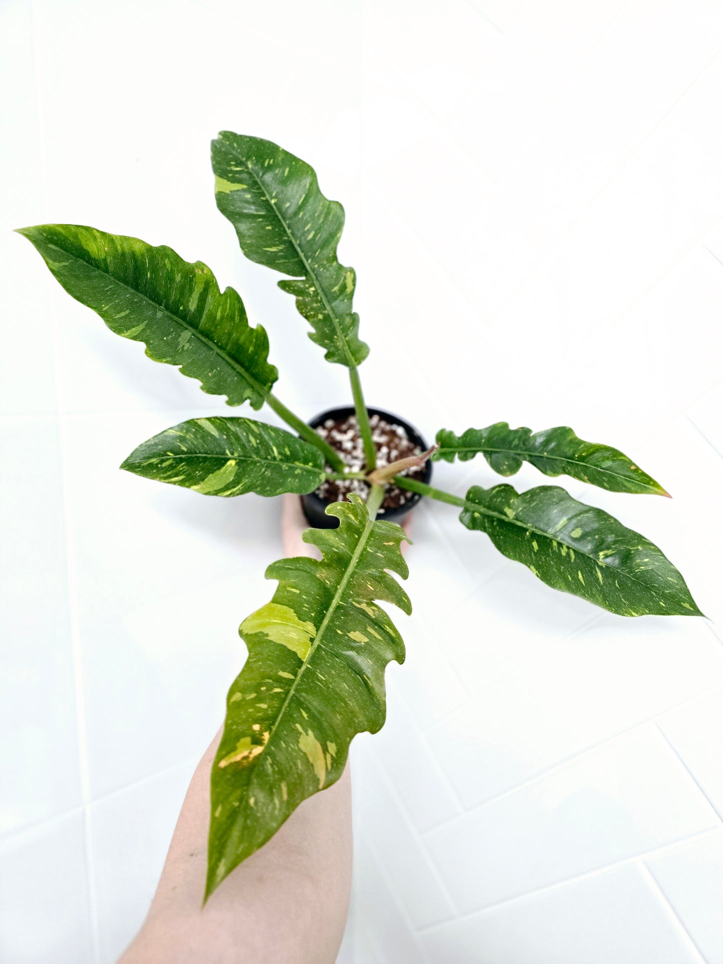 Philodendron 'Ring of Fire' - 118mm