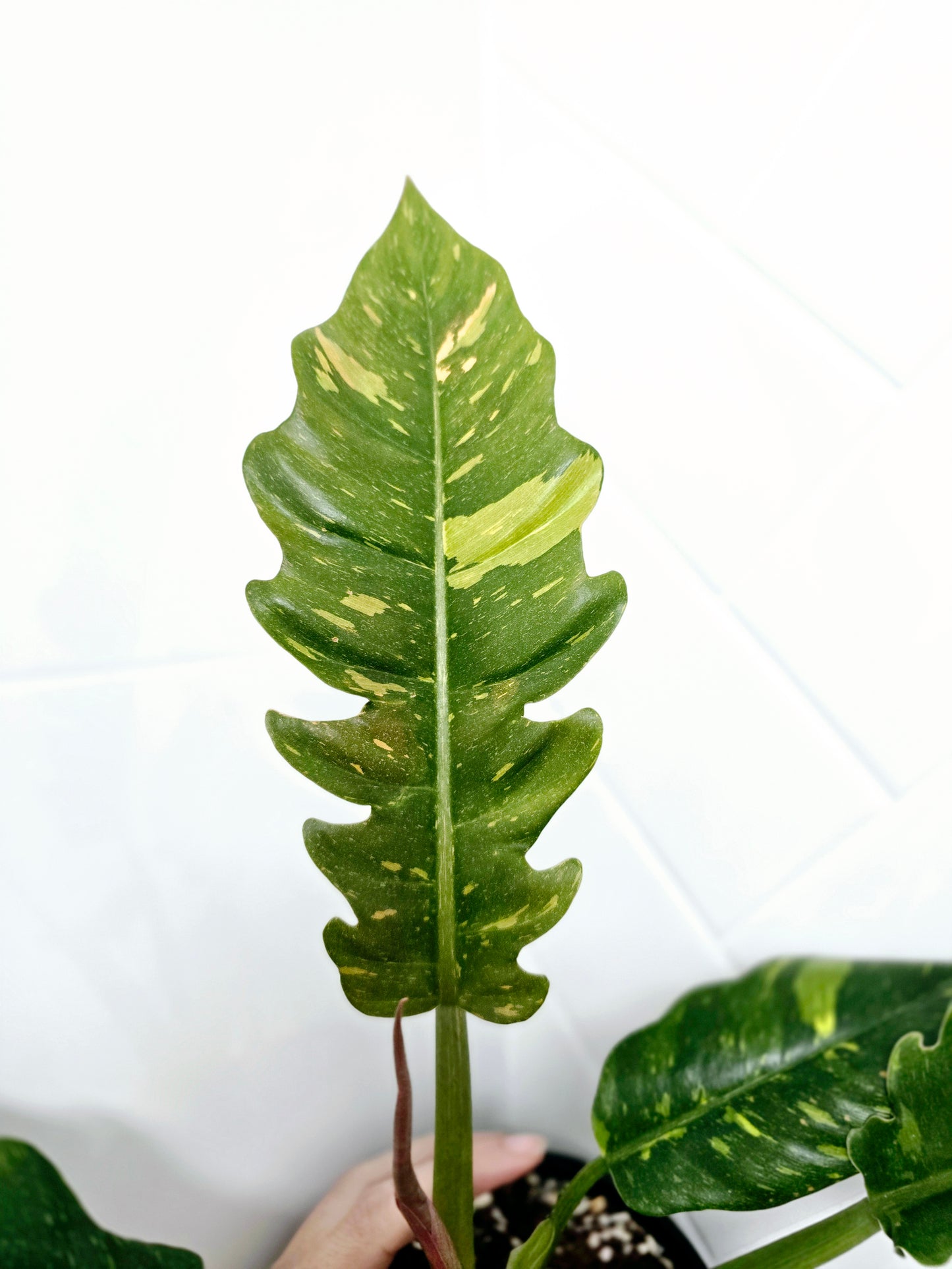 Philodendron 'Ring of Fire' - 118mm