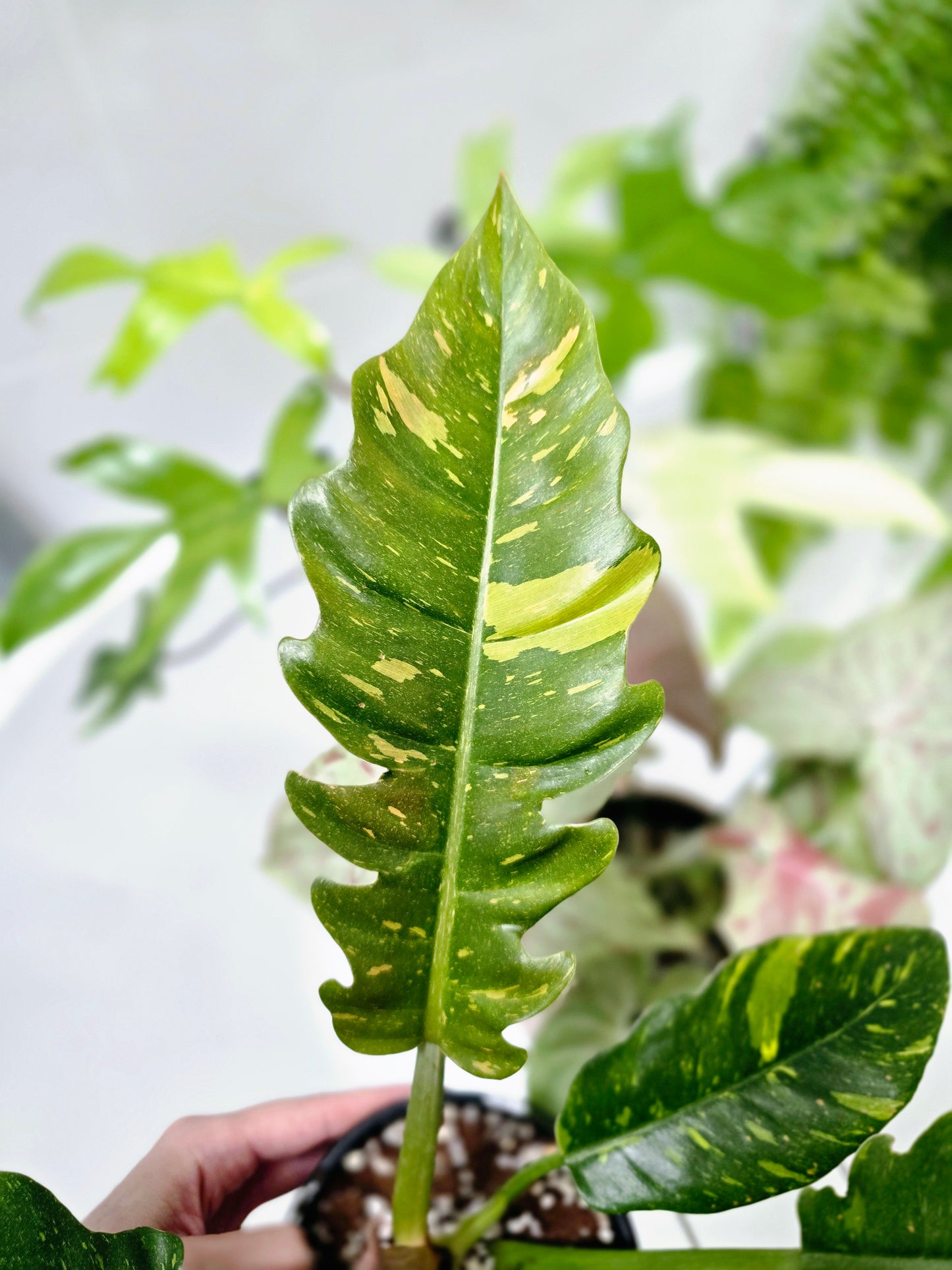 Philodendron 'Ring of Fire' - 118mm