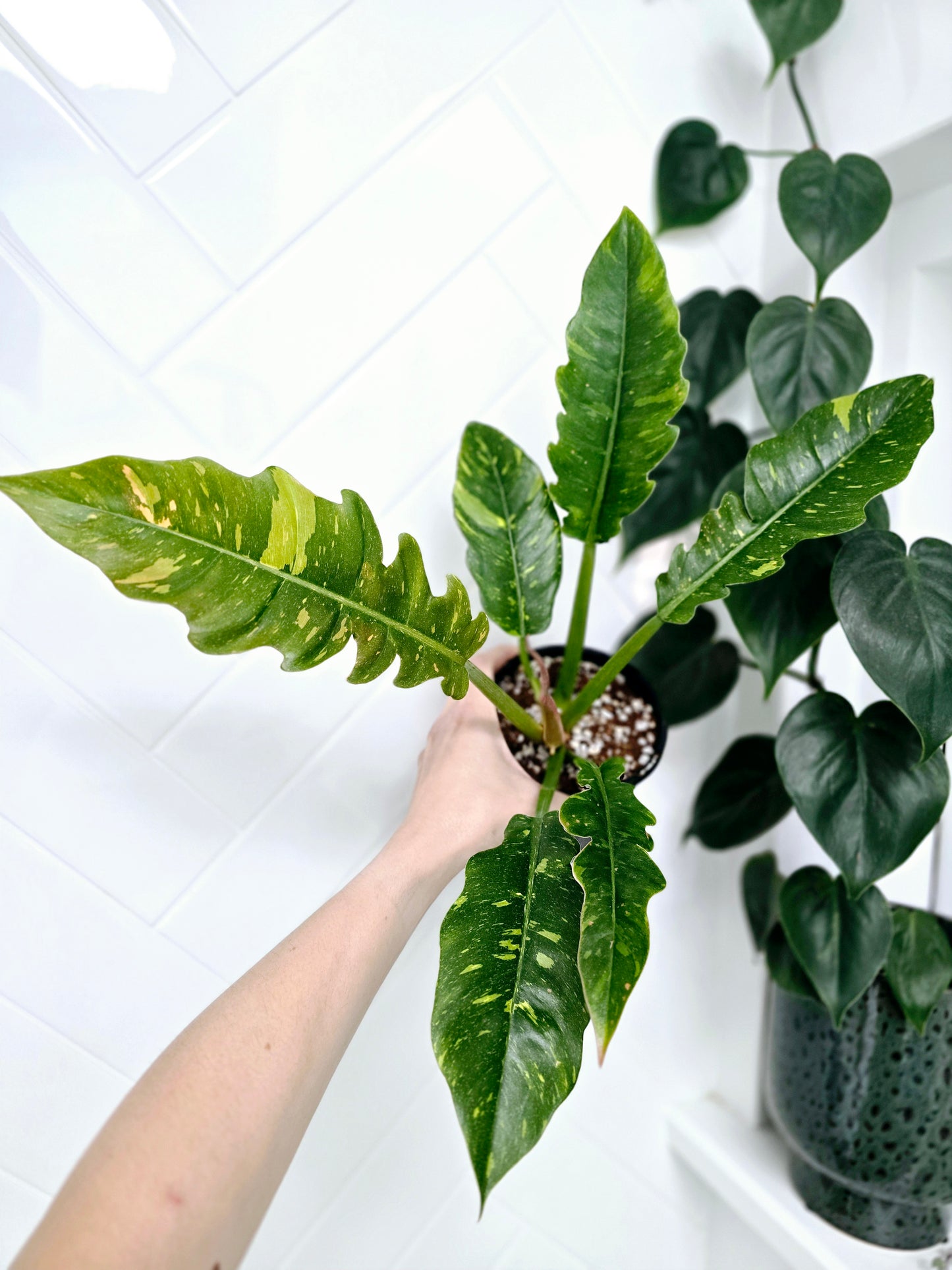 Philodendron 'Ring of Fire' - 118mm