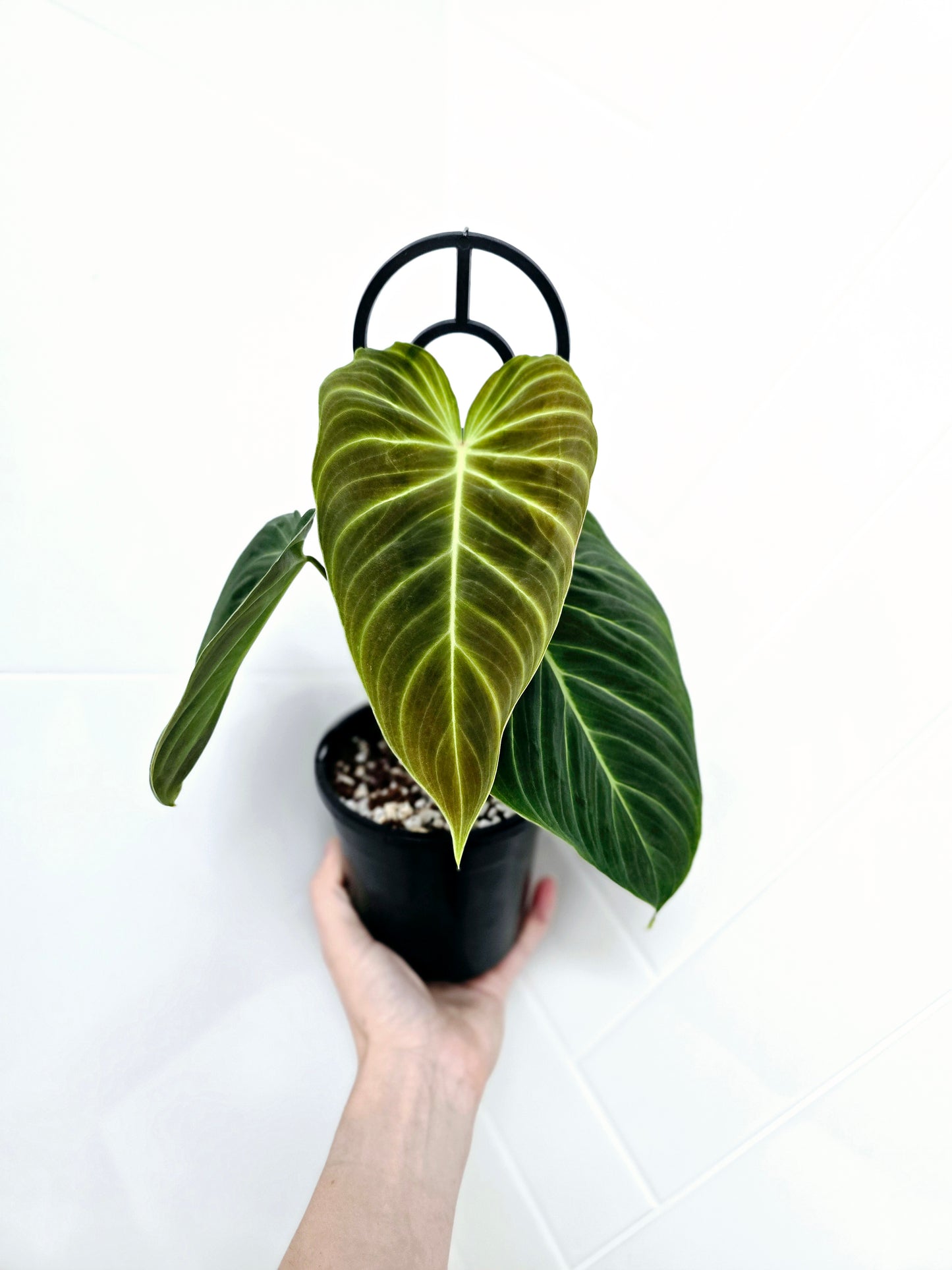Philodendron 'Splendid' Ladder - 118mm