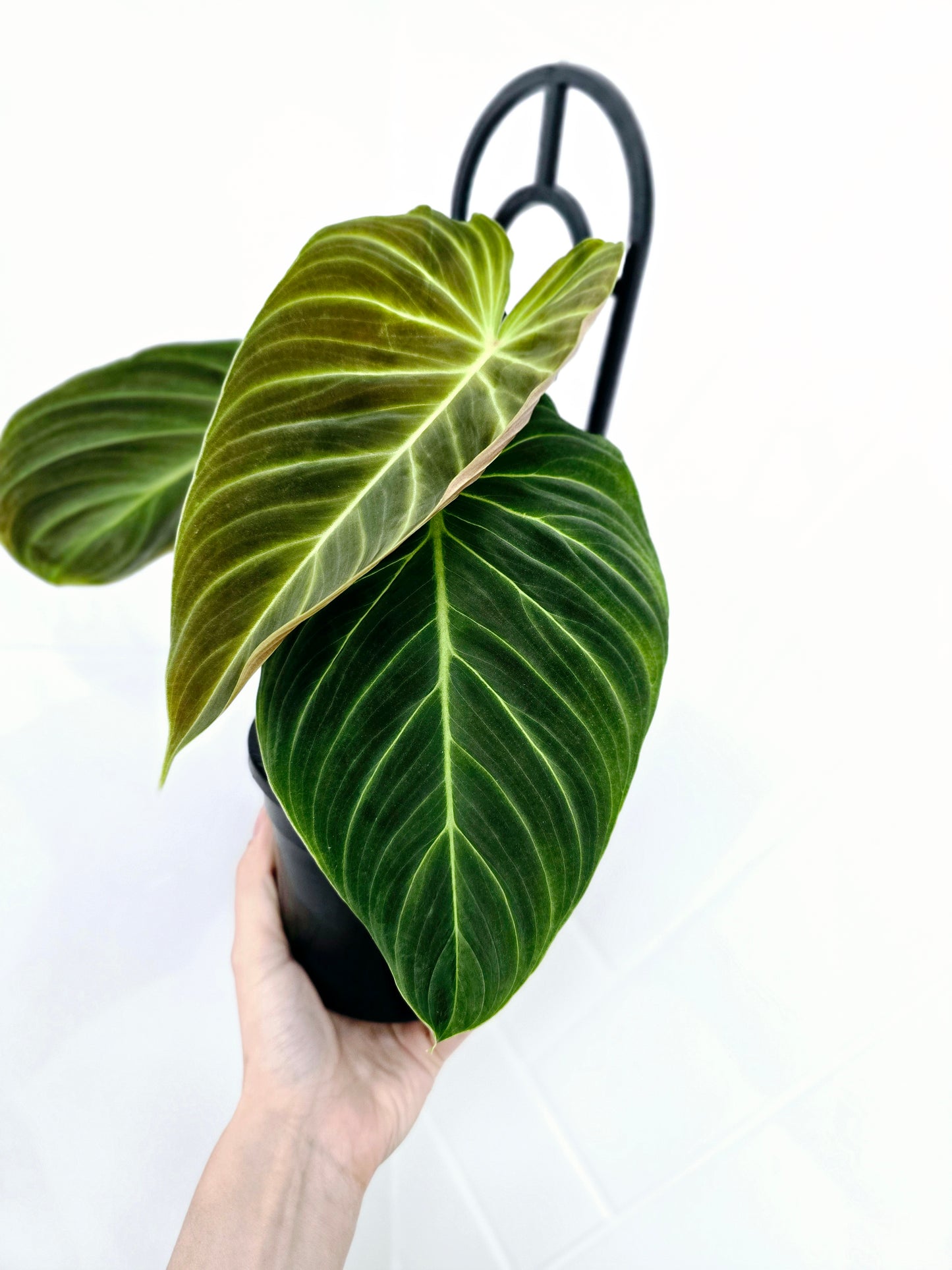 Philodendron 'Splendid' Ladder - 118mm