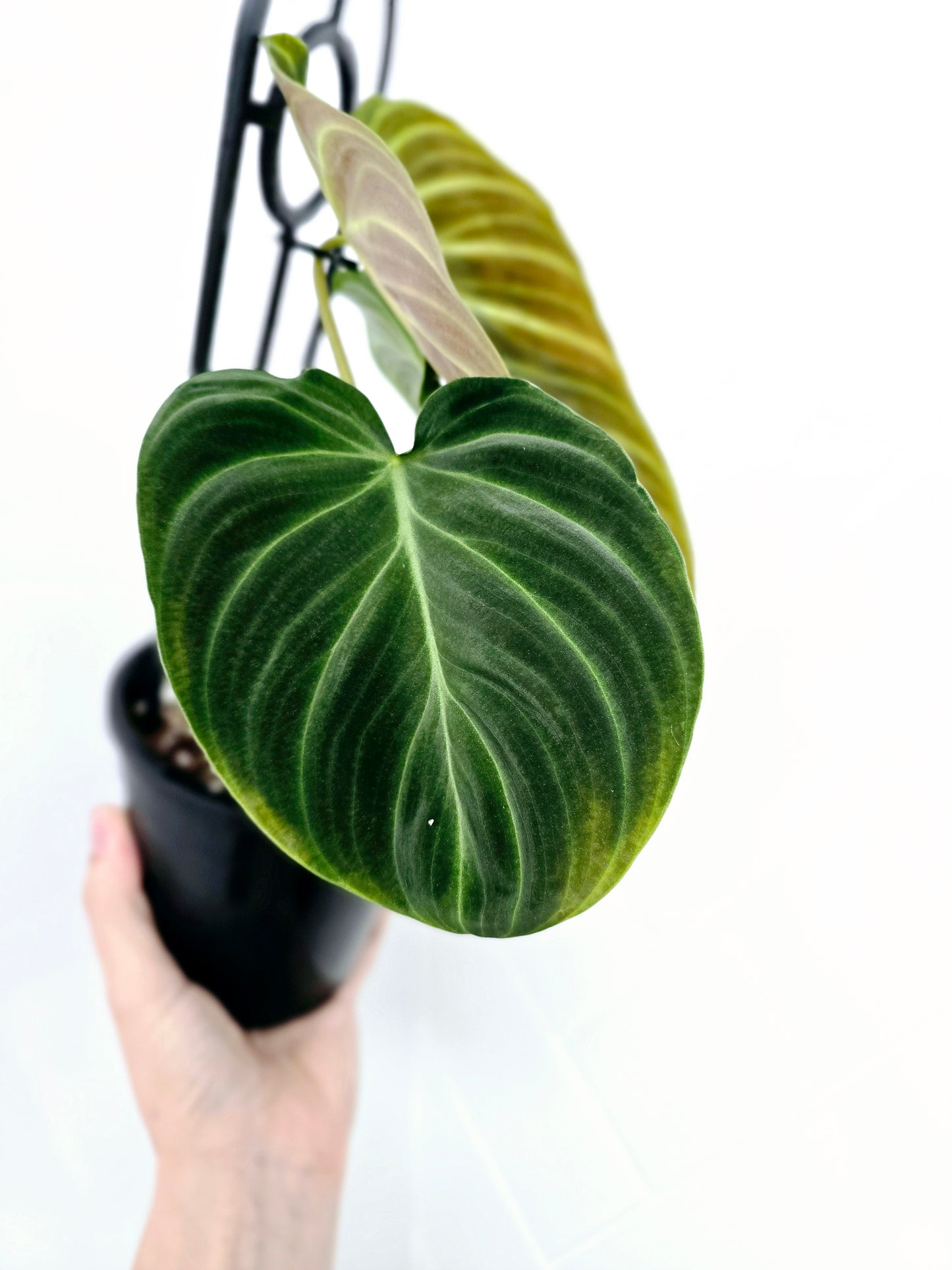 Philodendron 'Splendid' Ladder - 118mm