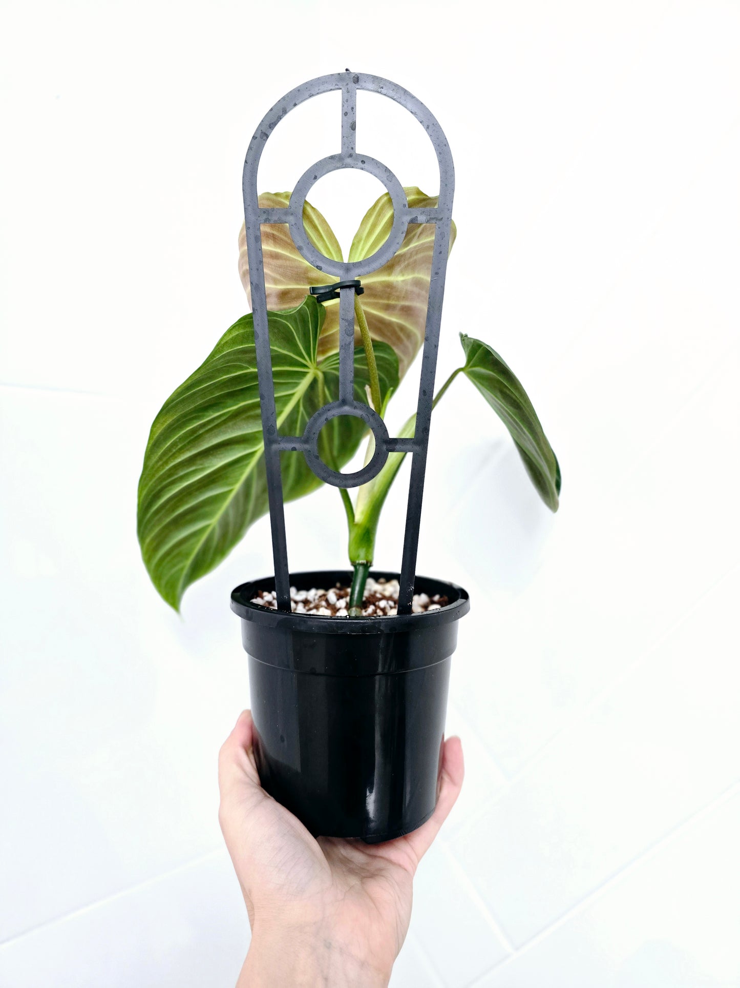 Philodendron 'Splendid' Ladder - 118mm