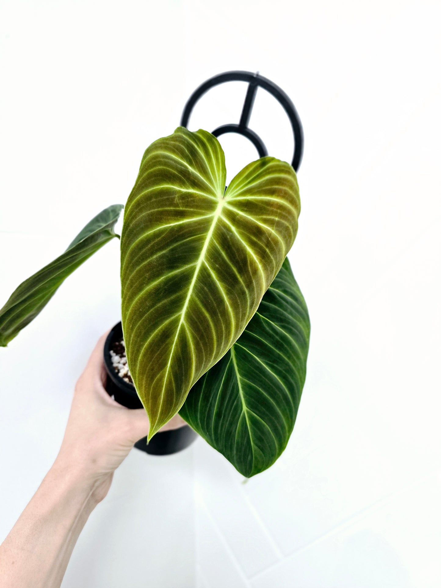 Philodendron 'Splendid' Ladder - 118mm