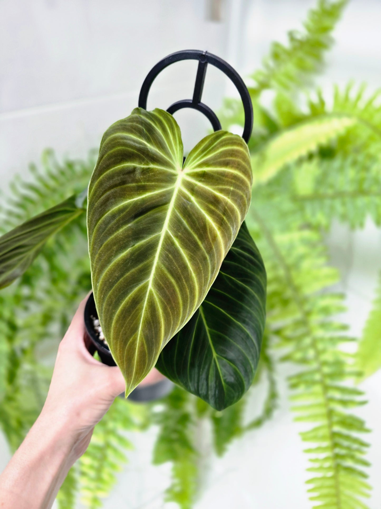Philodendron 'Splendid' Ladder - 118mm