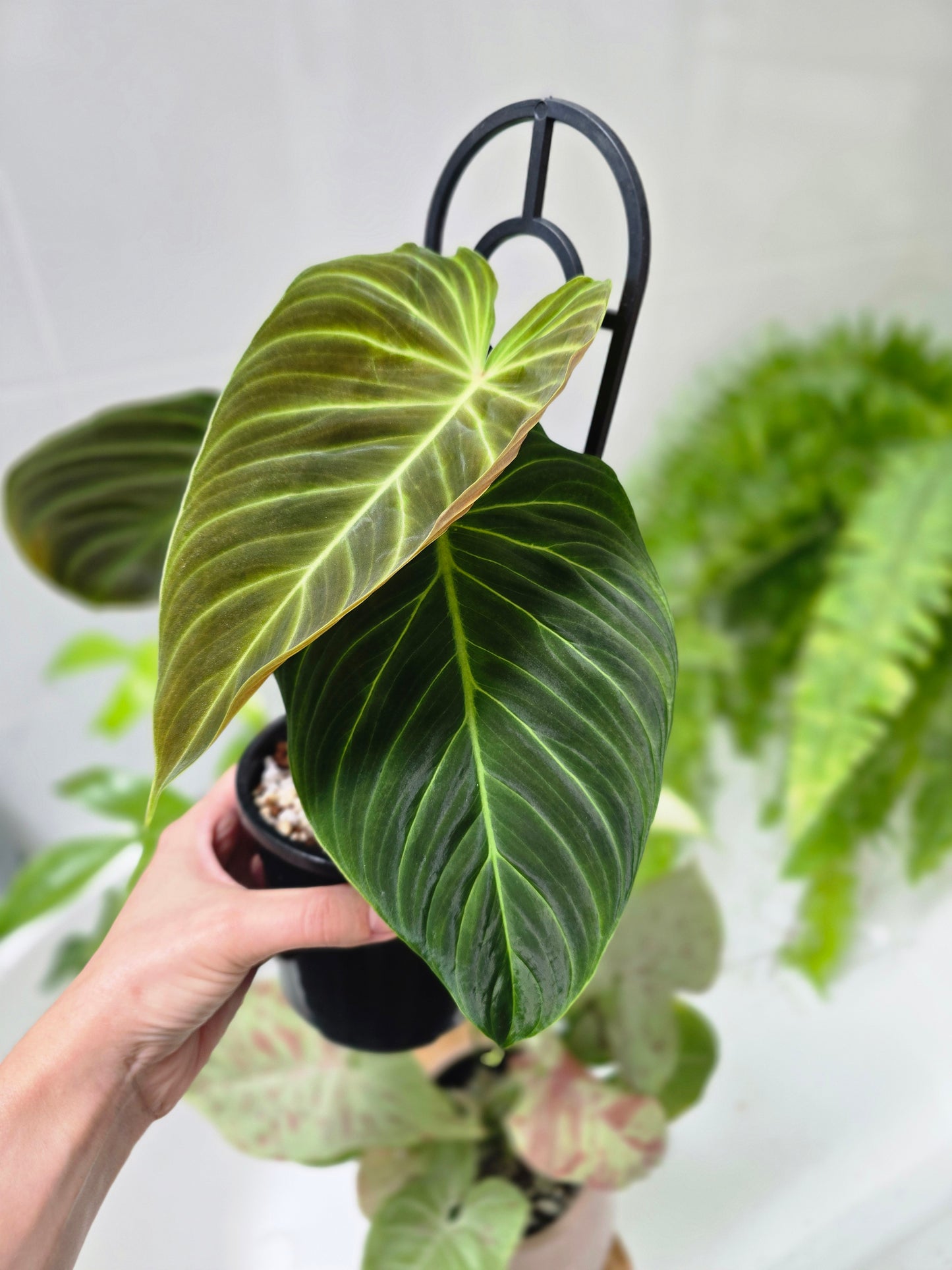 Philodendron 'Splendid' Ladder - 118mm