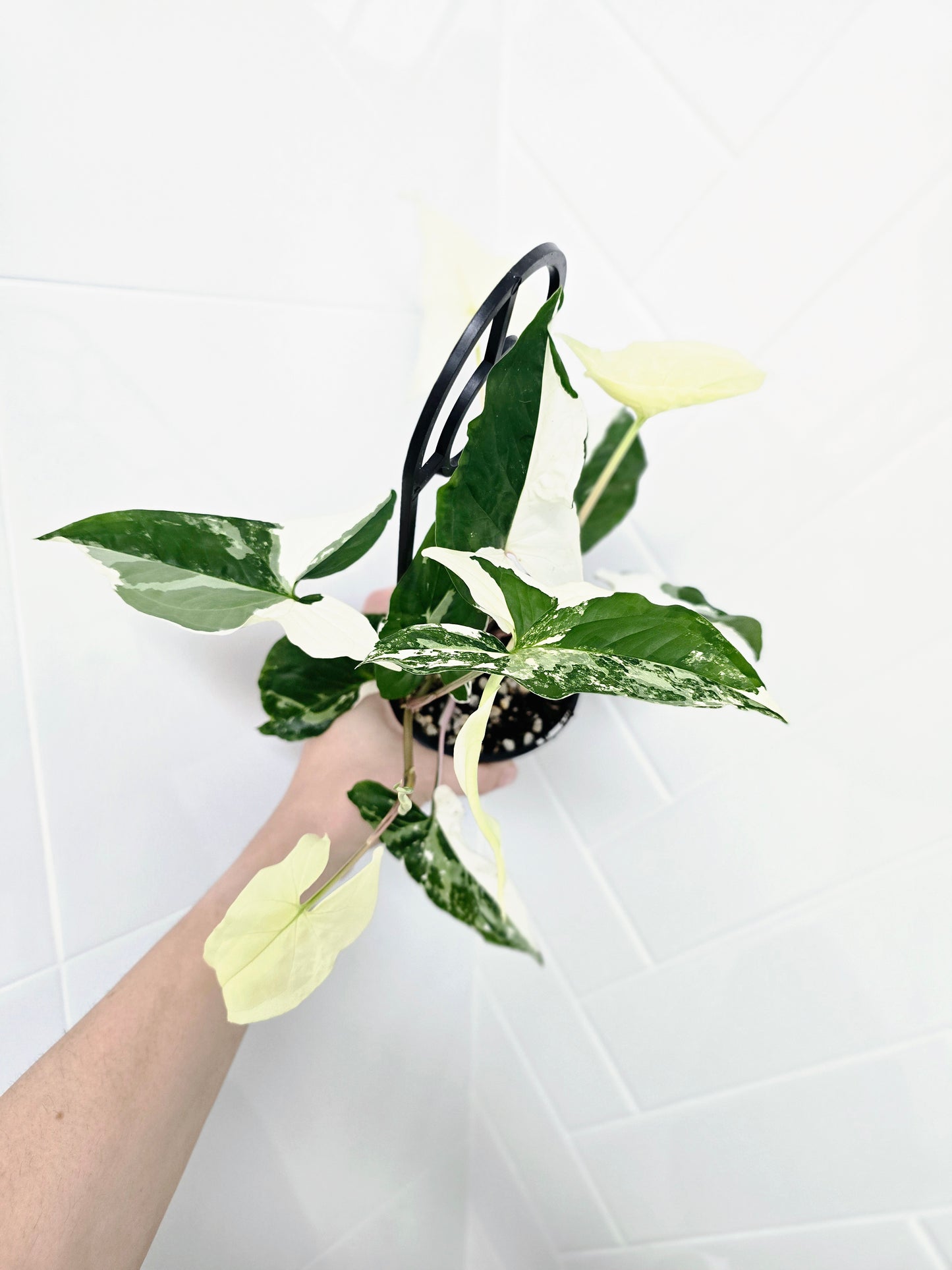 Syngonium Podophyllum 'Fantasy' Ladder - 100mm