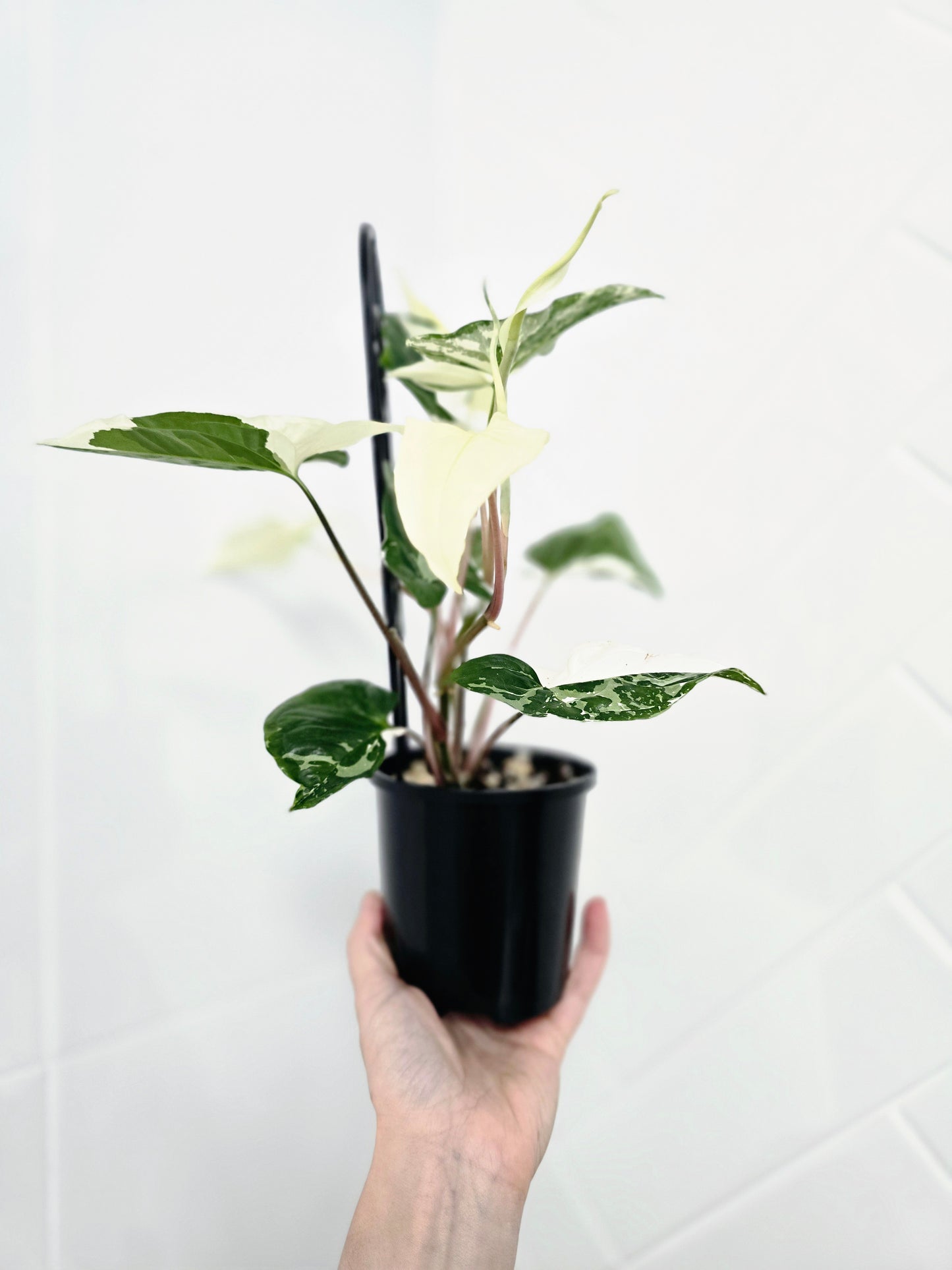 Syngonium Podophyllum 'Fantasy' Ladder - 100mm