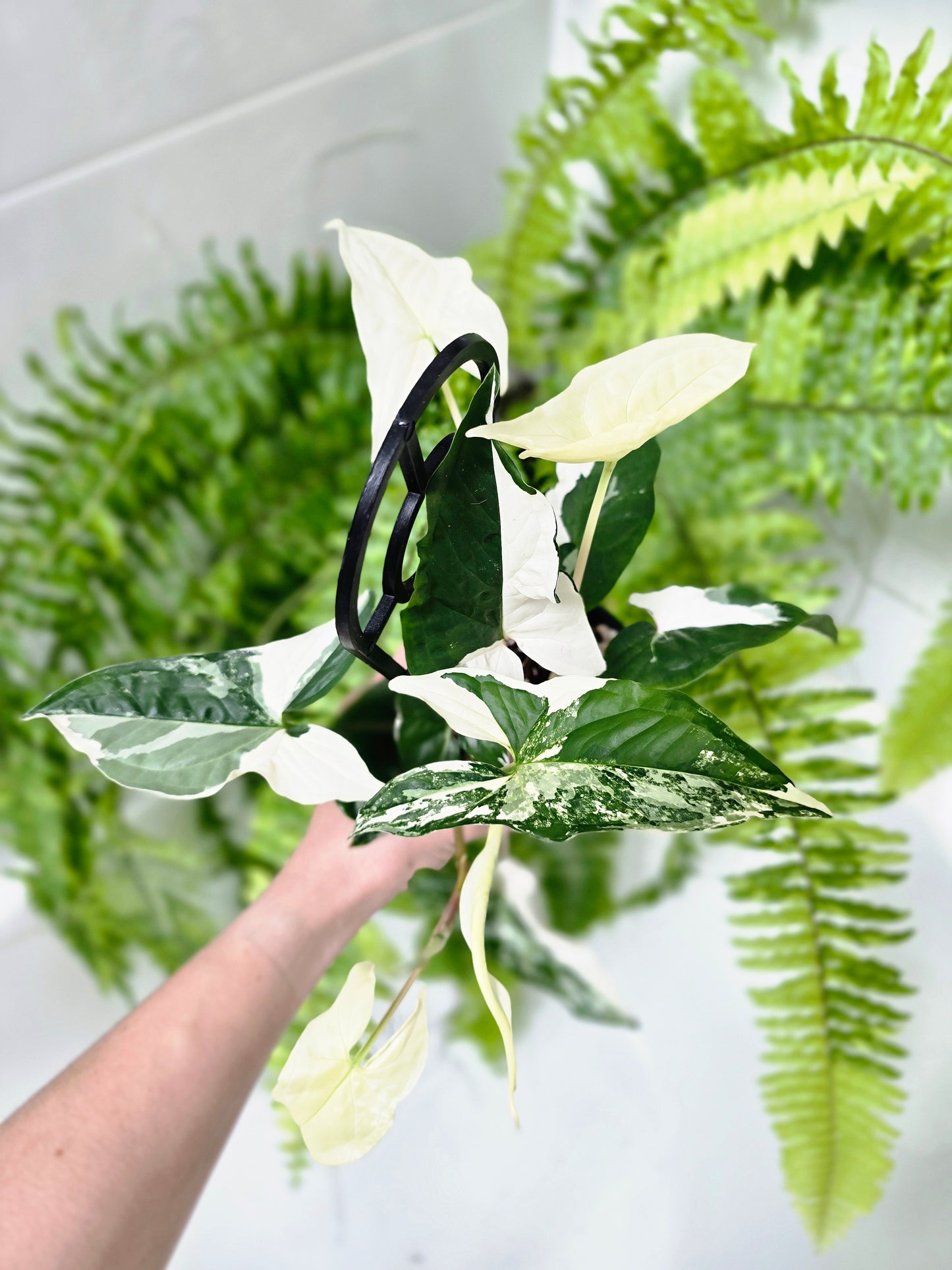 Syngonium Podophyllum 'Fantasy' Ladder - 100mm