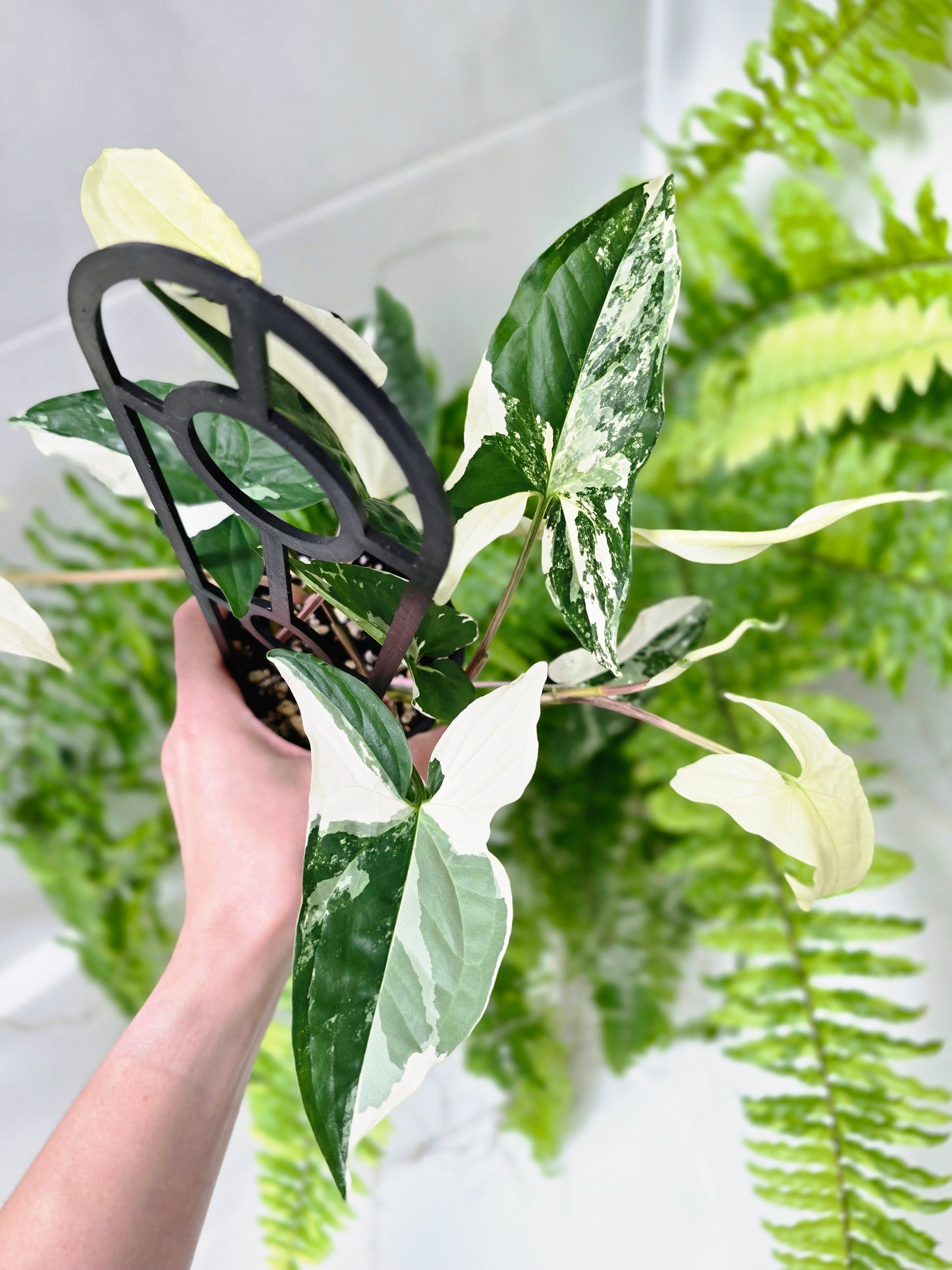Syngonium Podophyllum 'Fantasy' Ladder - 100mm