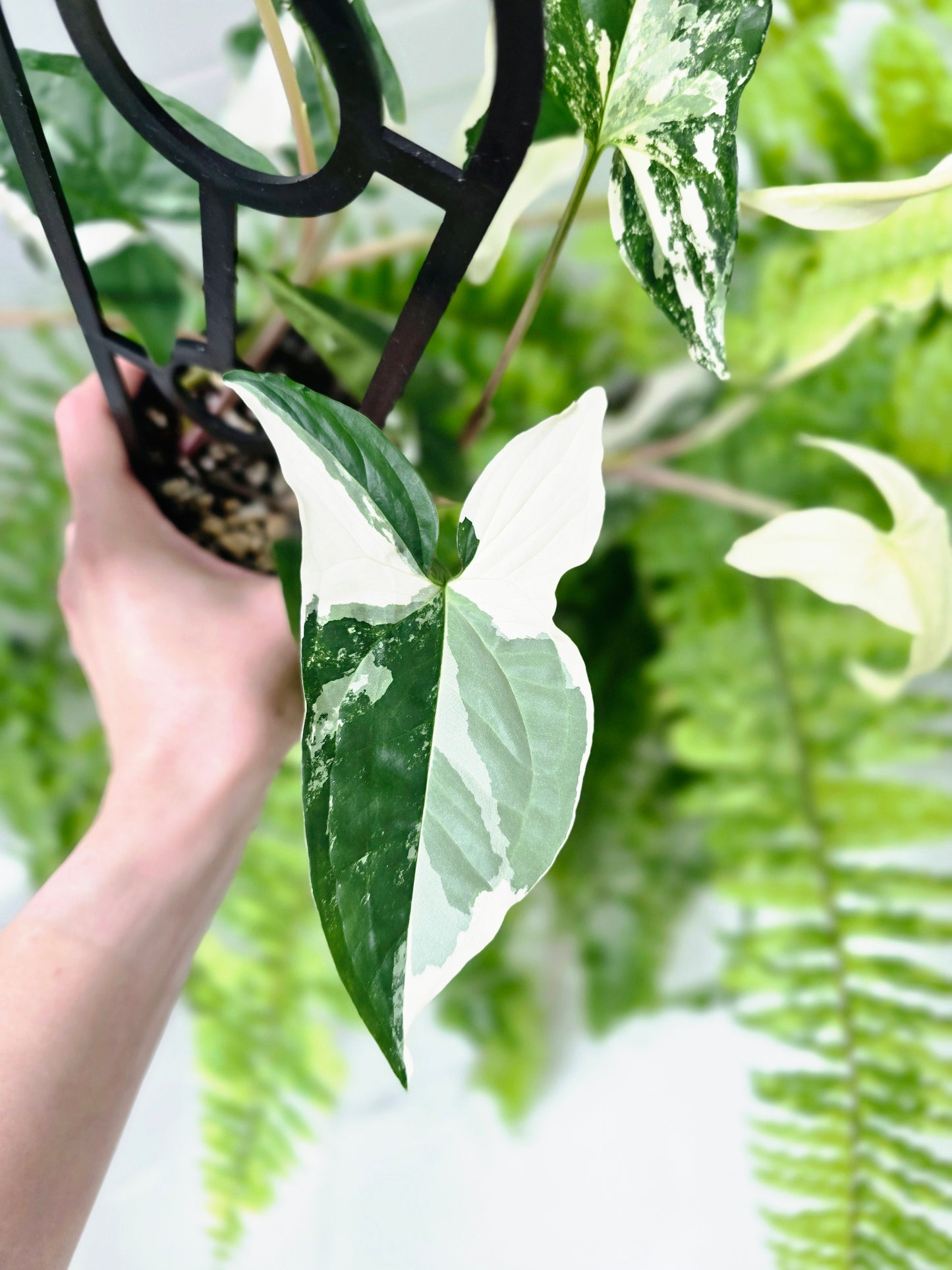 Syngonium Podophyllum 'Fantasy' Ladder - 100mm