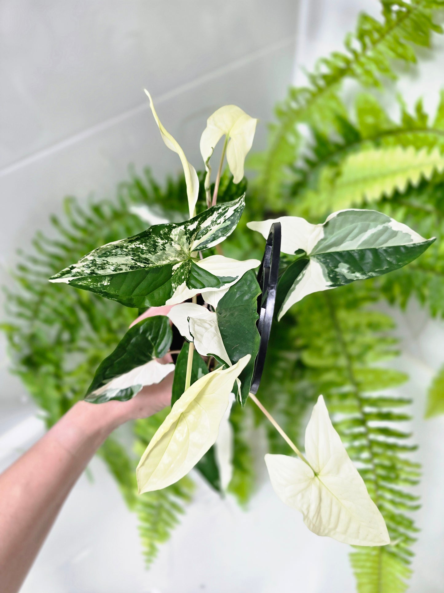 Syngonium Podophyllum 'Fantasy' Ladder - 100mm