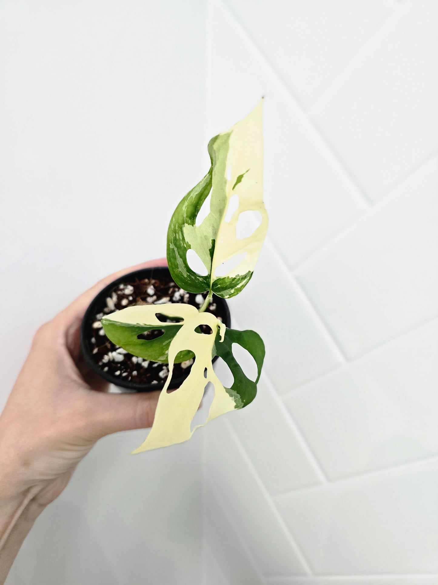 Monstera Adansonii Variegata 'Albo' - 80mm