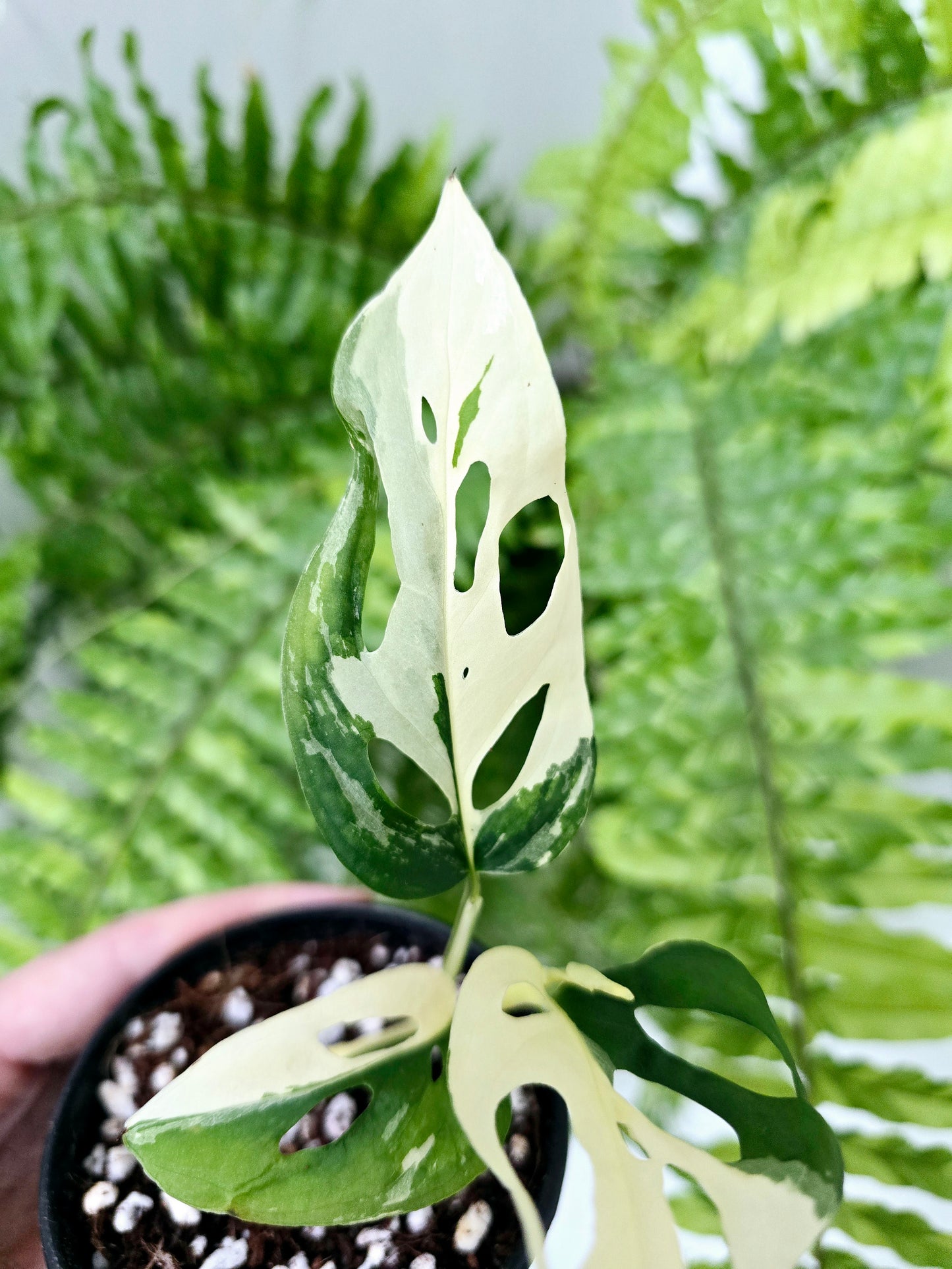 Monstera Adansonii Variegata 'Albo' - 80mm