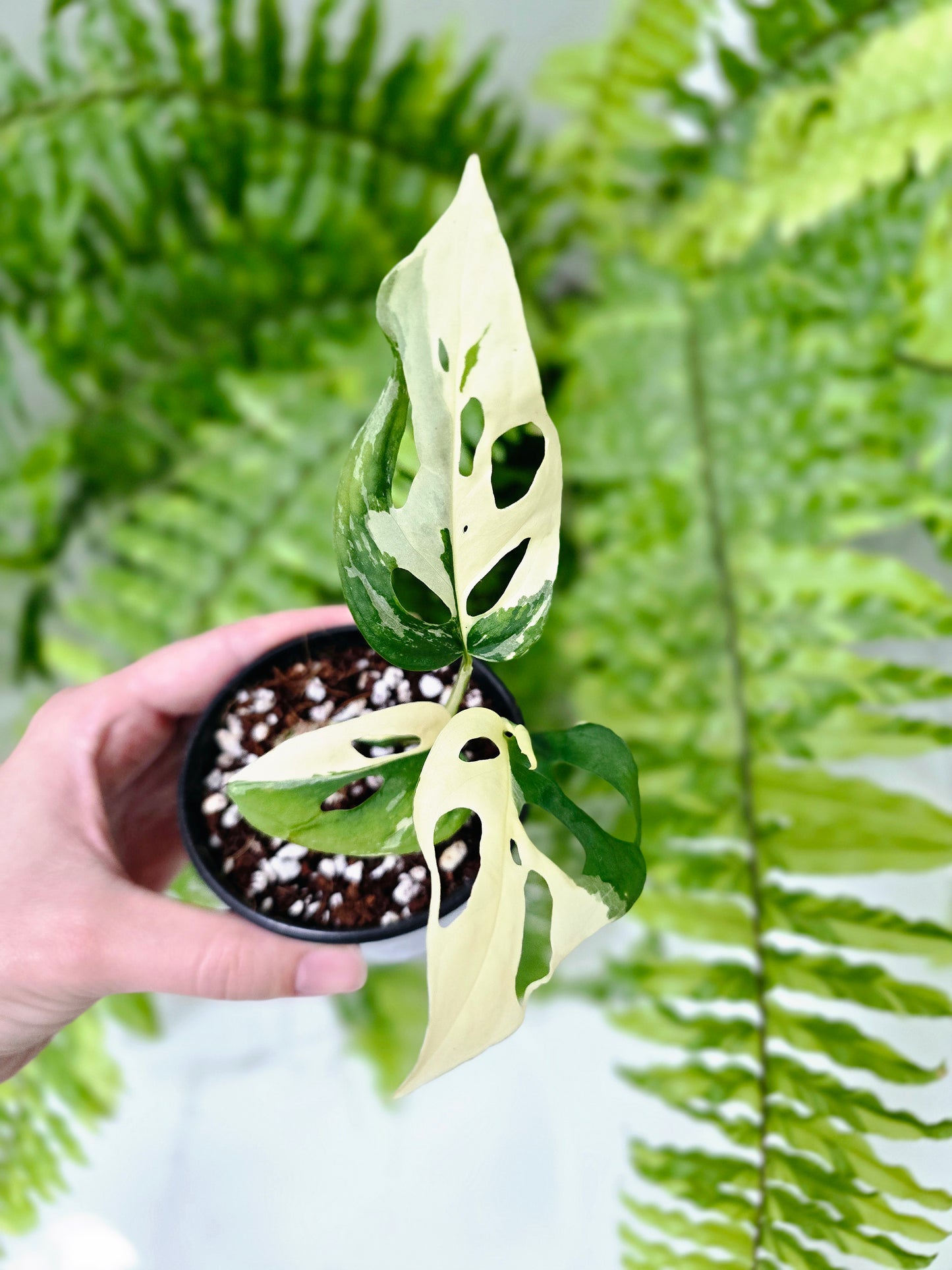 Monstera Adansonii Variegata 'Albo' - 80mm