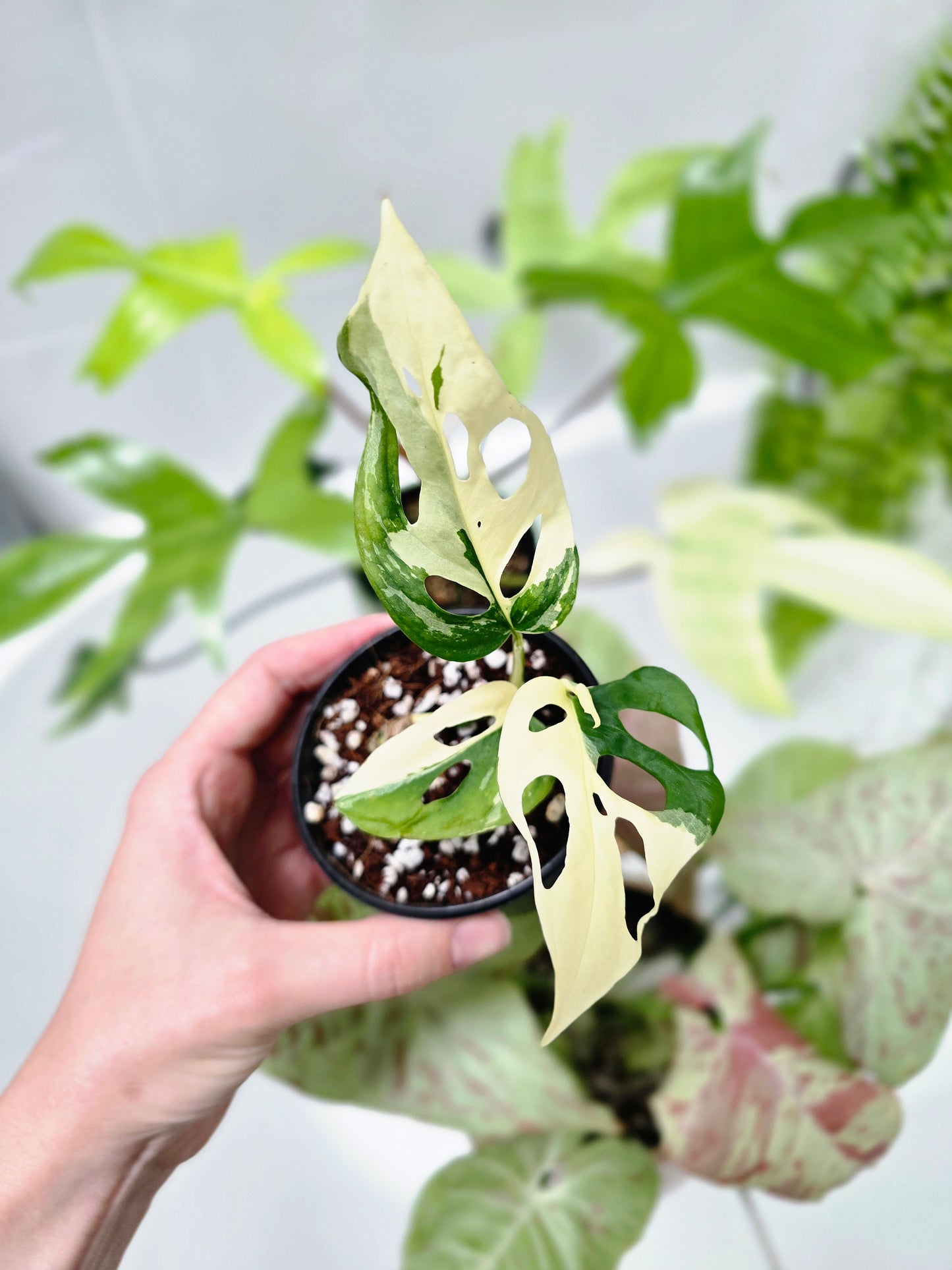 Monstera Adansonii Variegata 'Albo' - 80mm