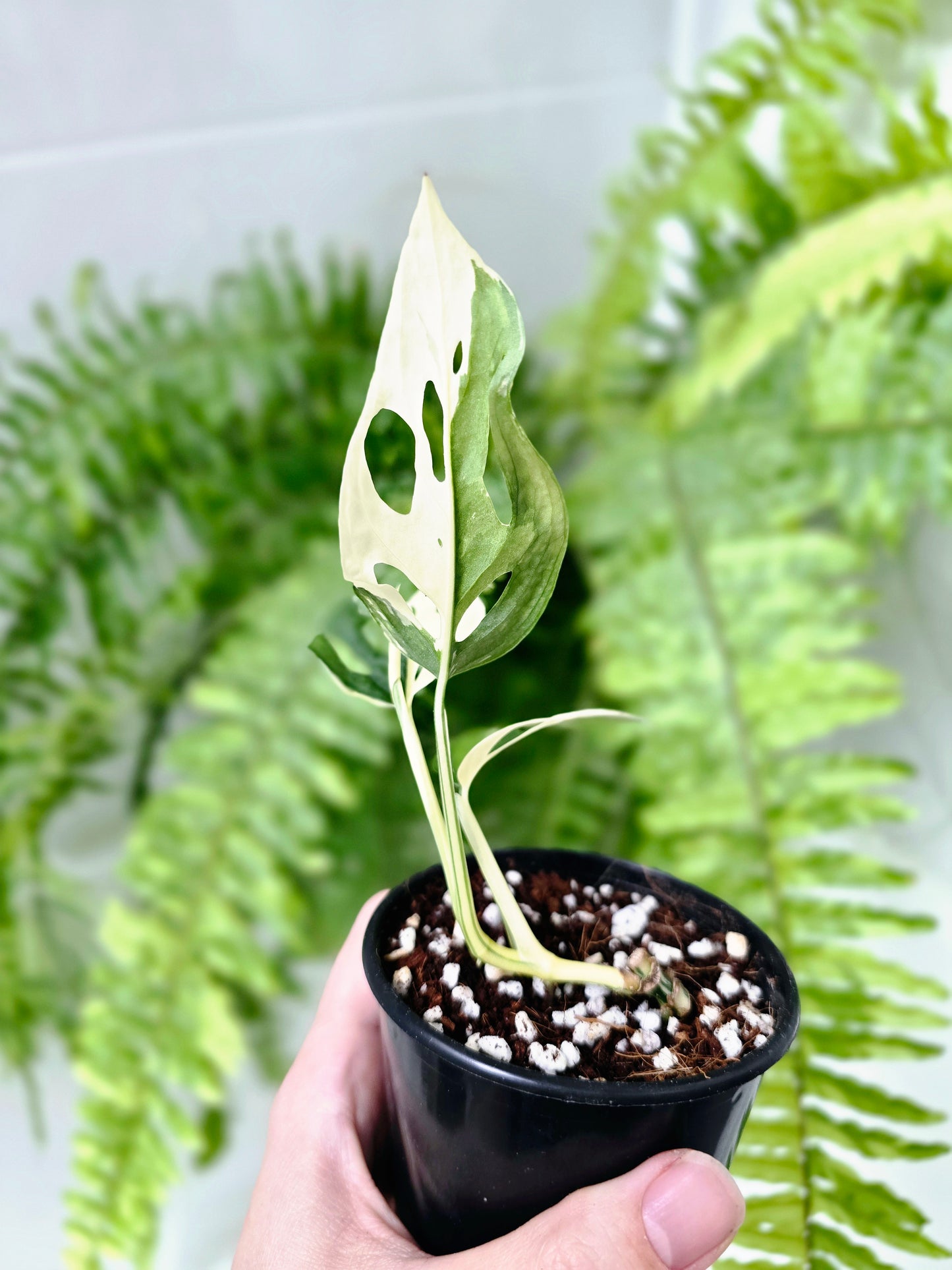 Monstera Adansonii Variegata 'Albo' - 80mm