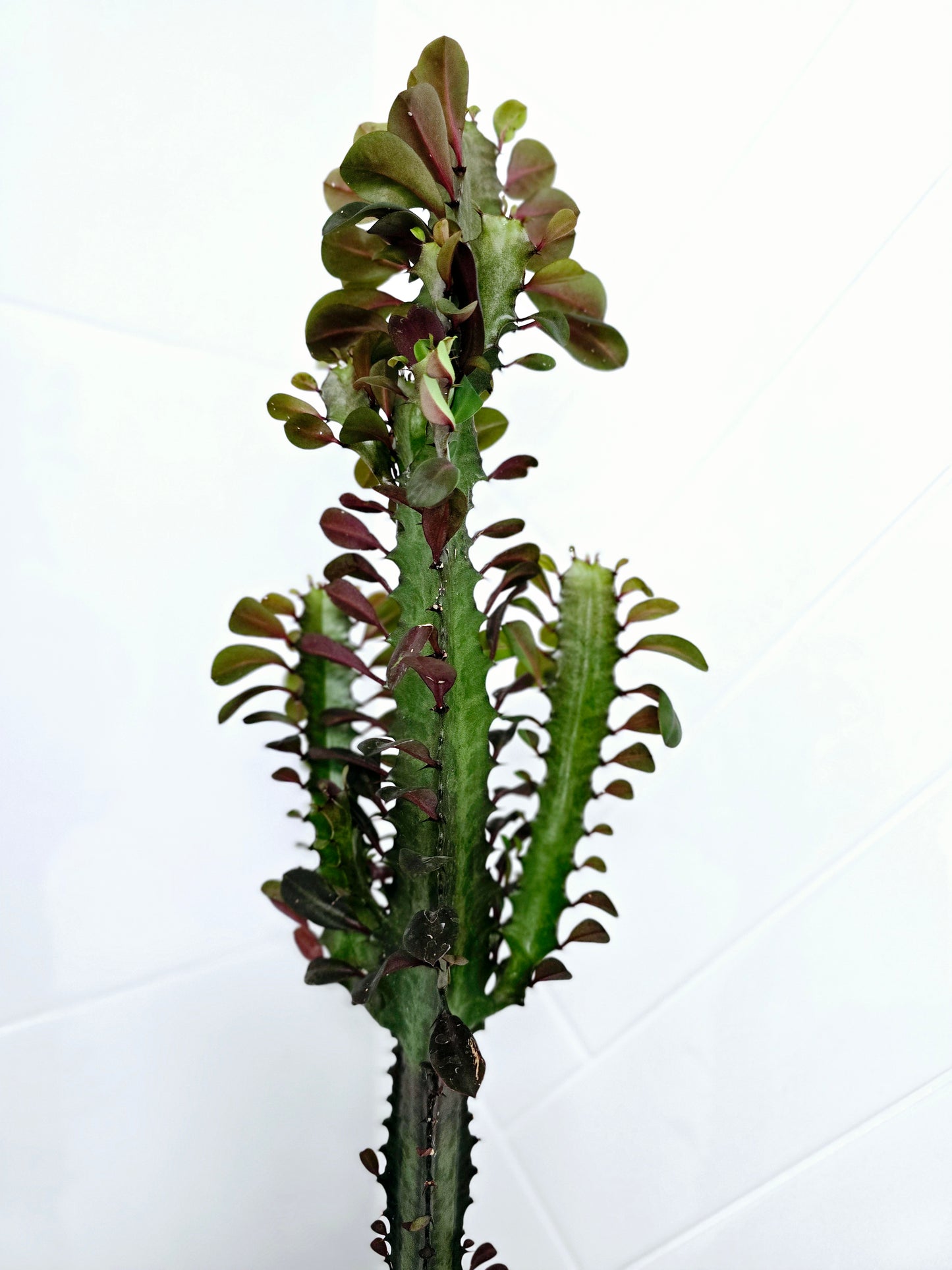 Euphorbia 'Trigona' Purpurea - 140mm