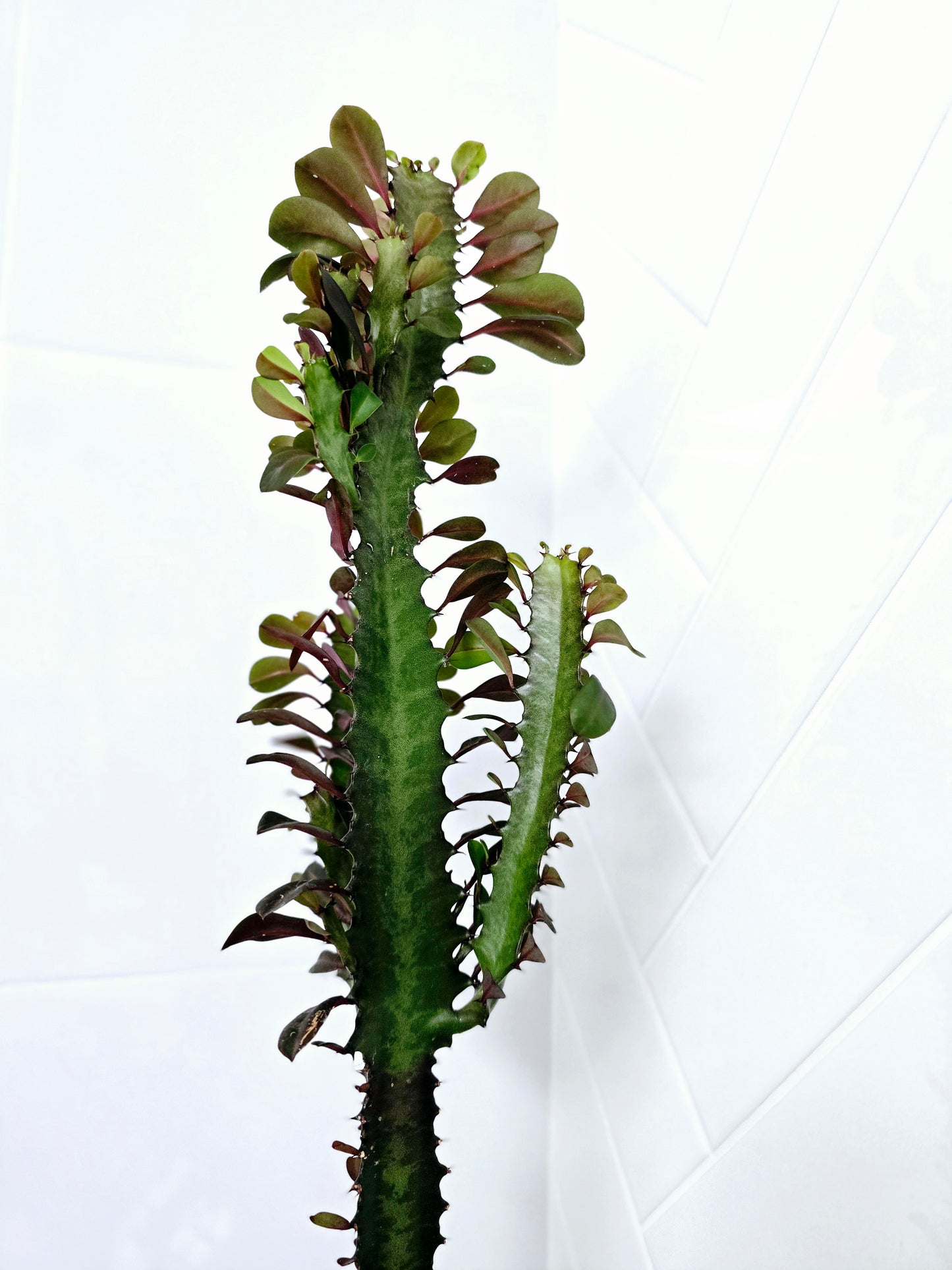 Euphorbia 'Trigona' Purpurea - 140mm