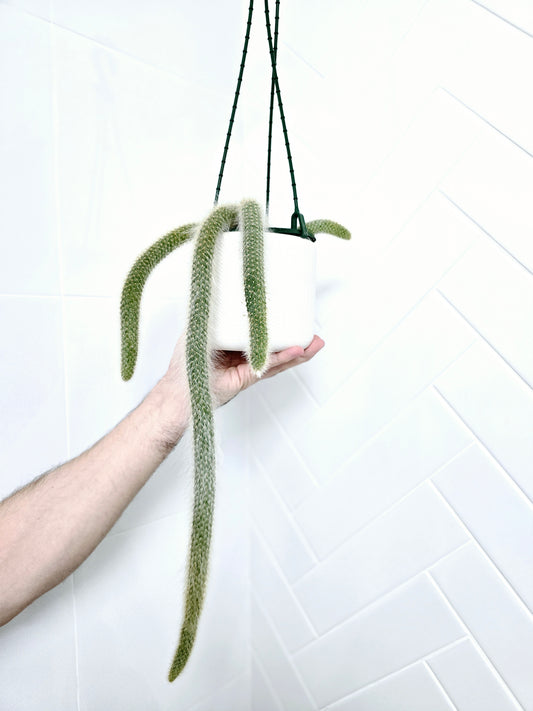 Hildewintera Colademononis 'Monkeys Tail' Cactus - 130mm