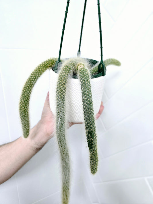 Hildewintera Colademononis 'Monkeys Tail' Cactus - 130mm