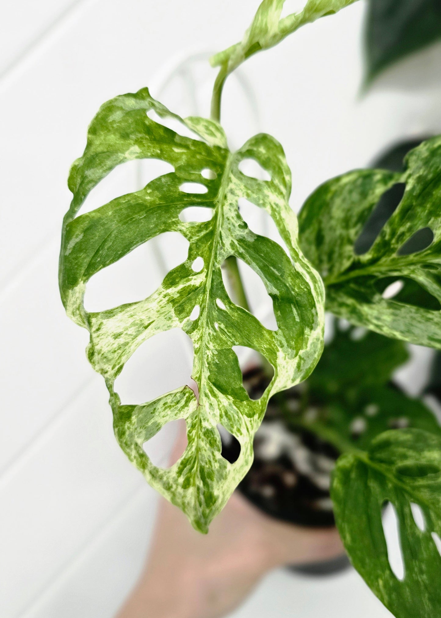 Monstera Adansonii Variegated 'Mint' Ladder - 118mm