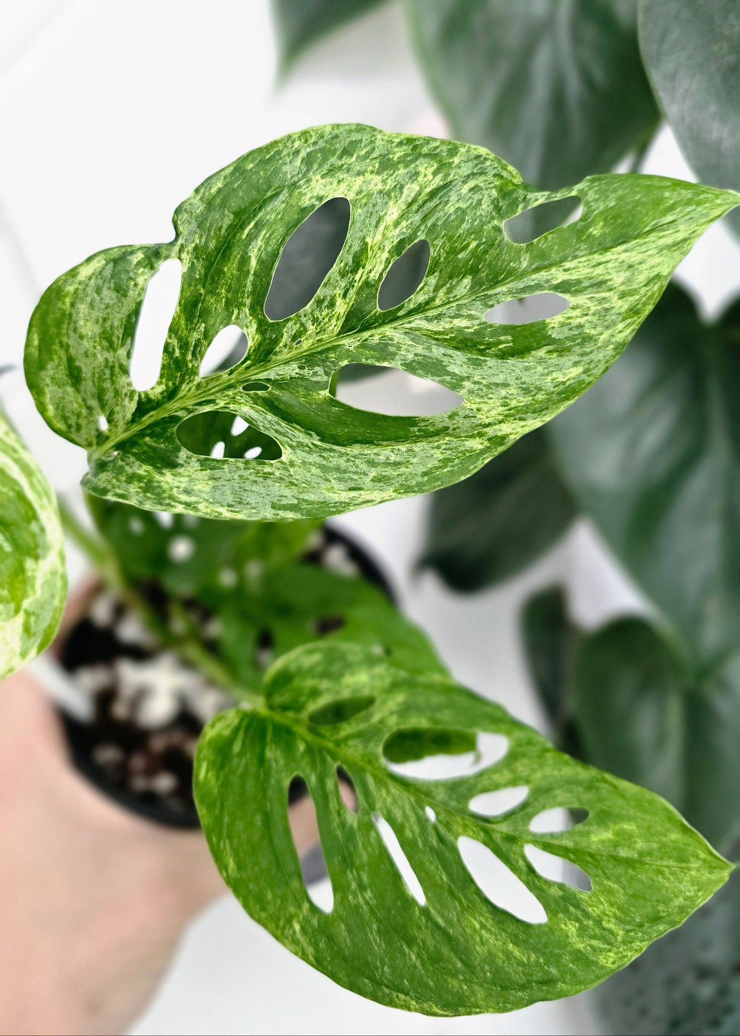 Monstera Adansonii Variegated 'Mint' Ladder - 118mm