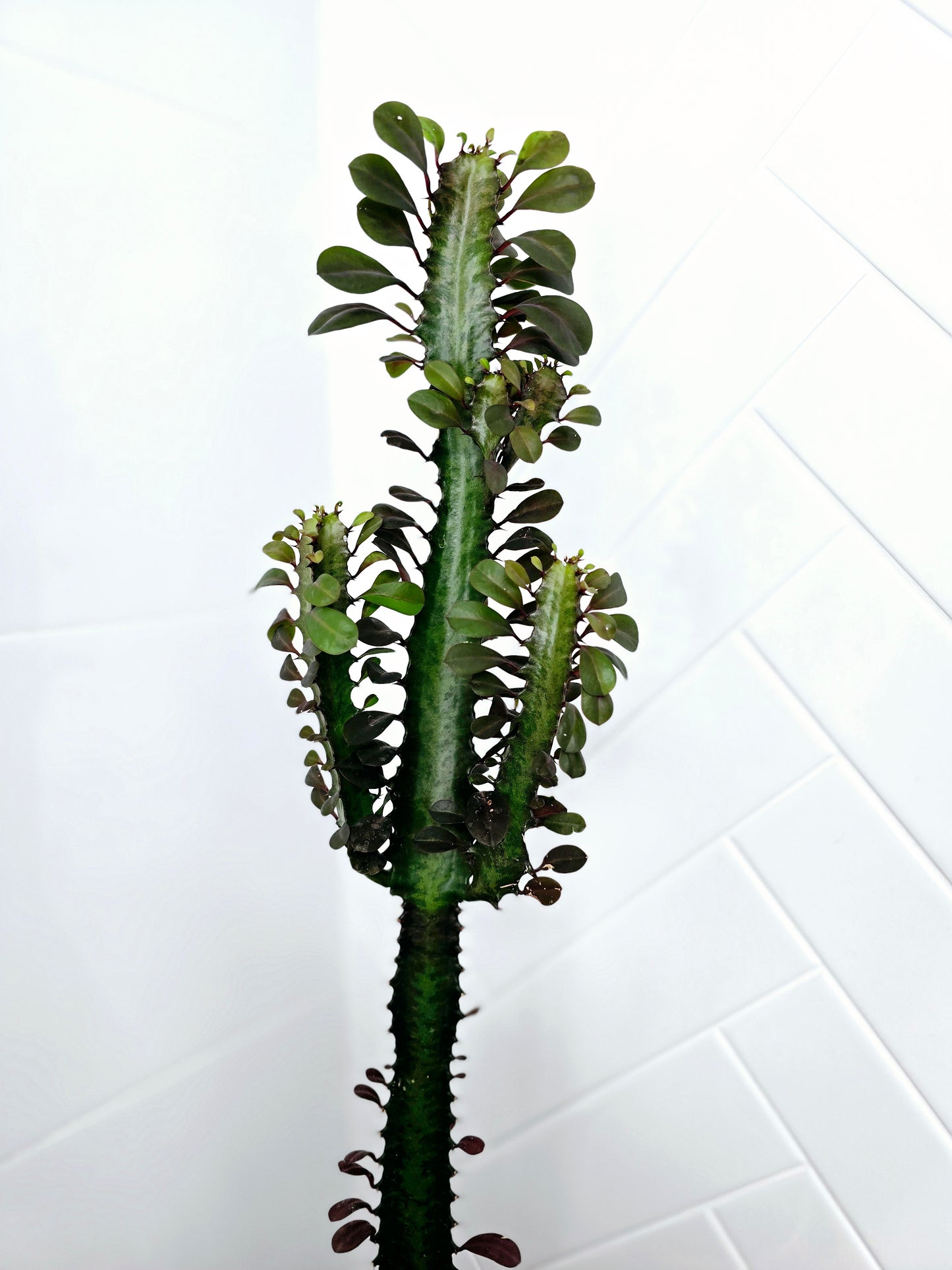 Euphorbia 'Trigona' Purpurea - 140mm