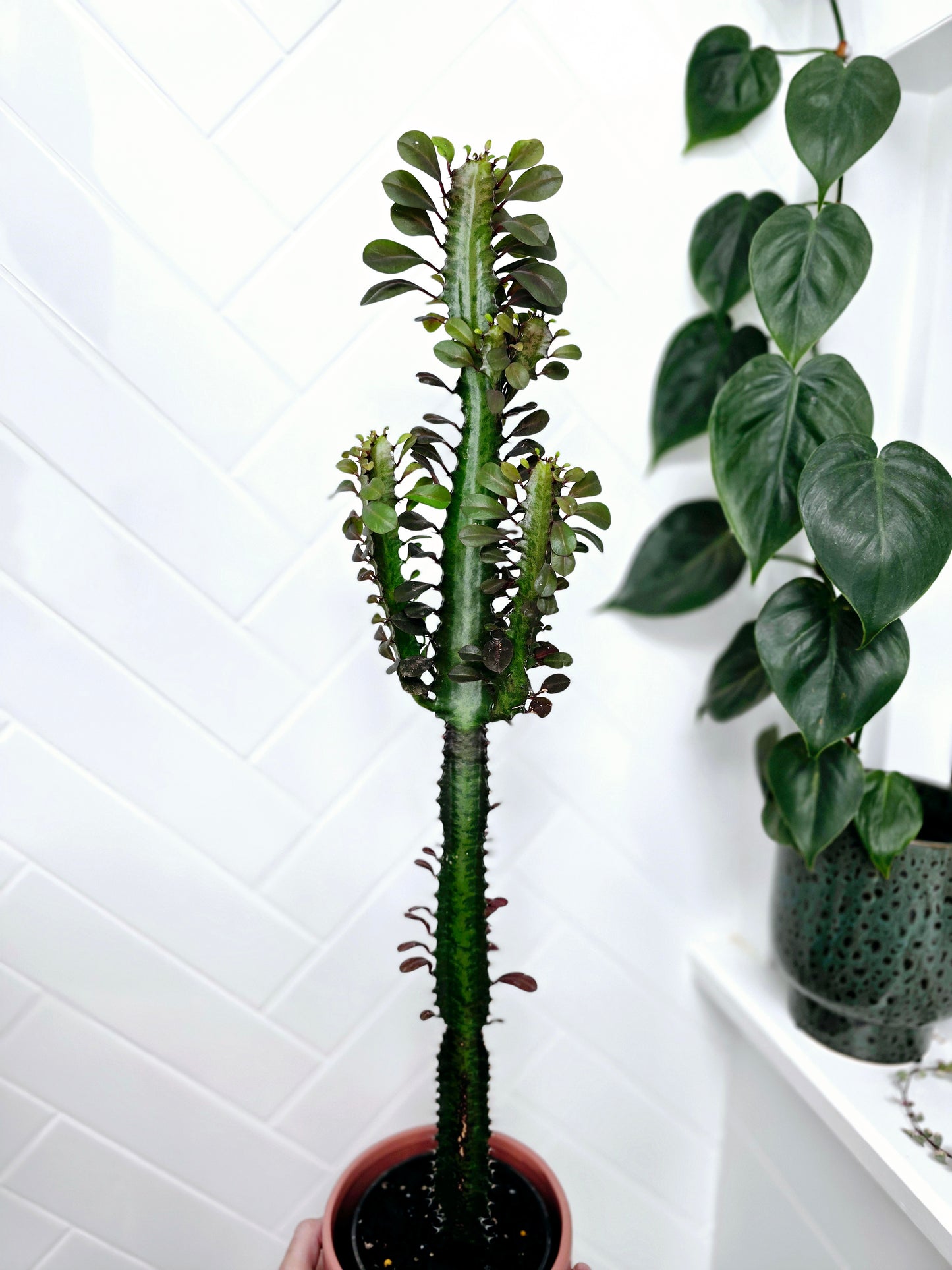 Euphorbia 'Trigona' Purpurea - 140mm