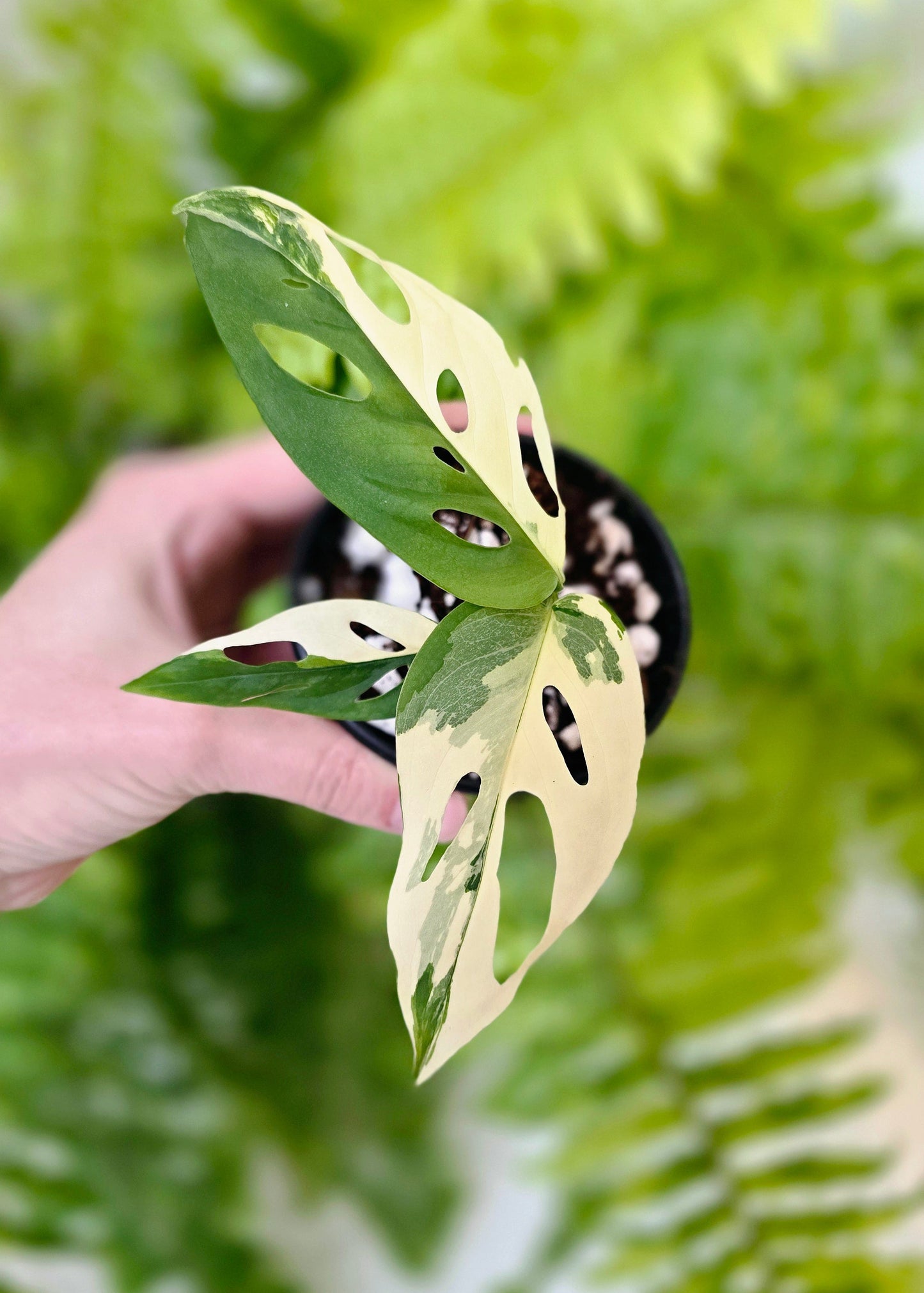 Monstera Adansonii Variegata 'Albo' - 80mm
