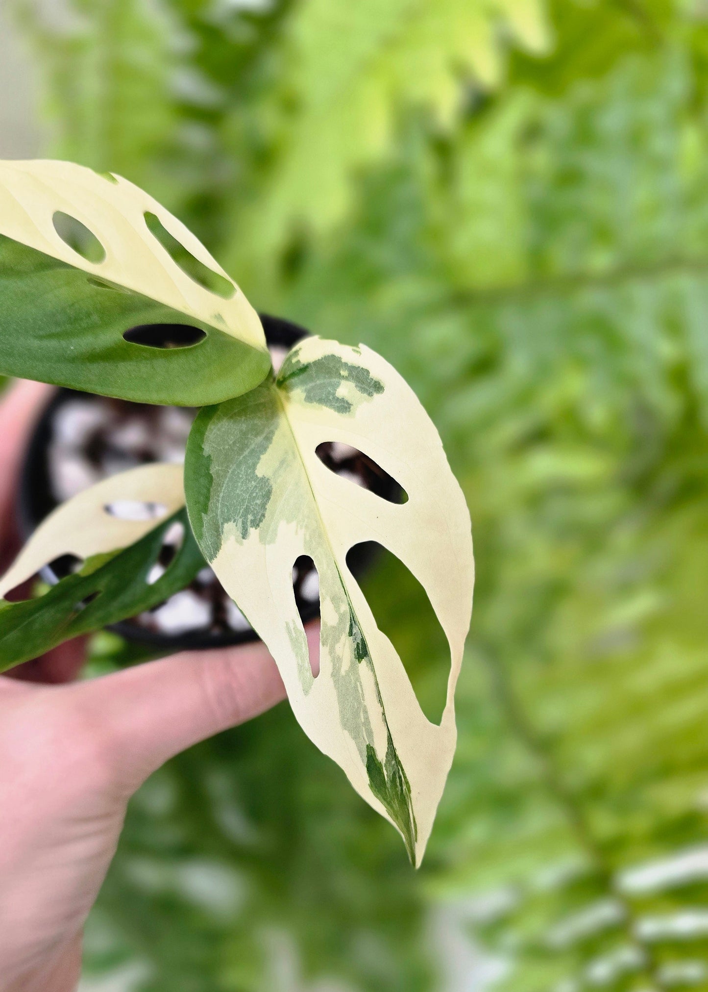 Monstera Adansonii Variegata 'Albo' - 80mm