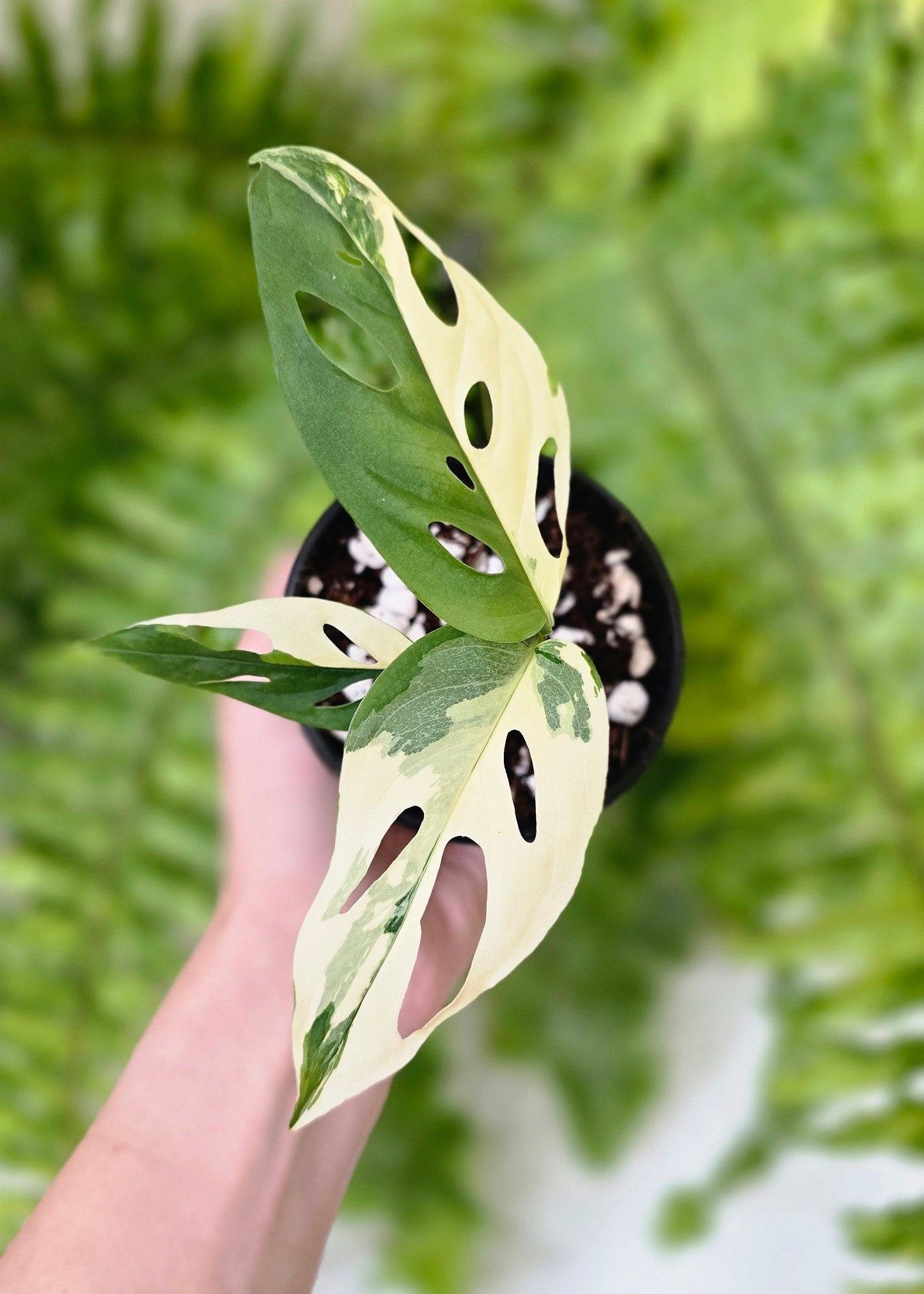 Monstera Adansonii Variegata 'Albo' - 80mm