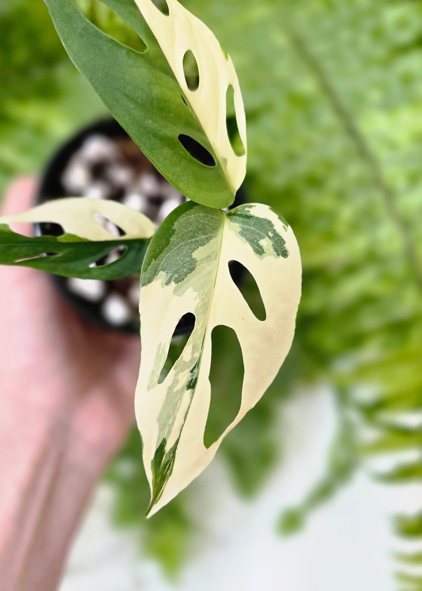 Monstera Adansonii Variegata 'Albo' - 80mm
