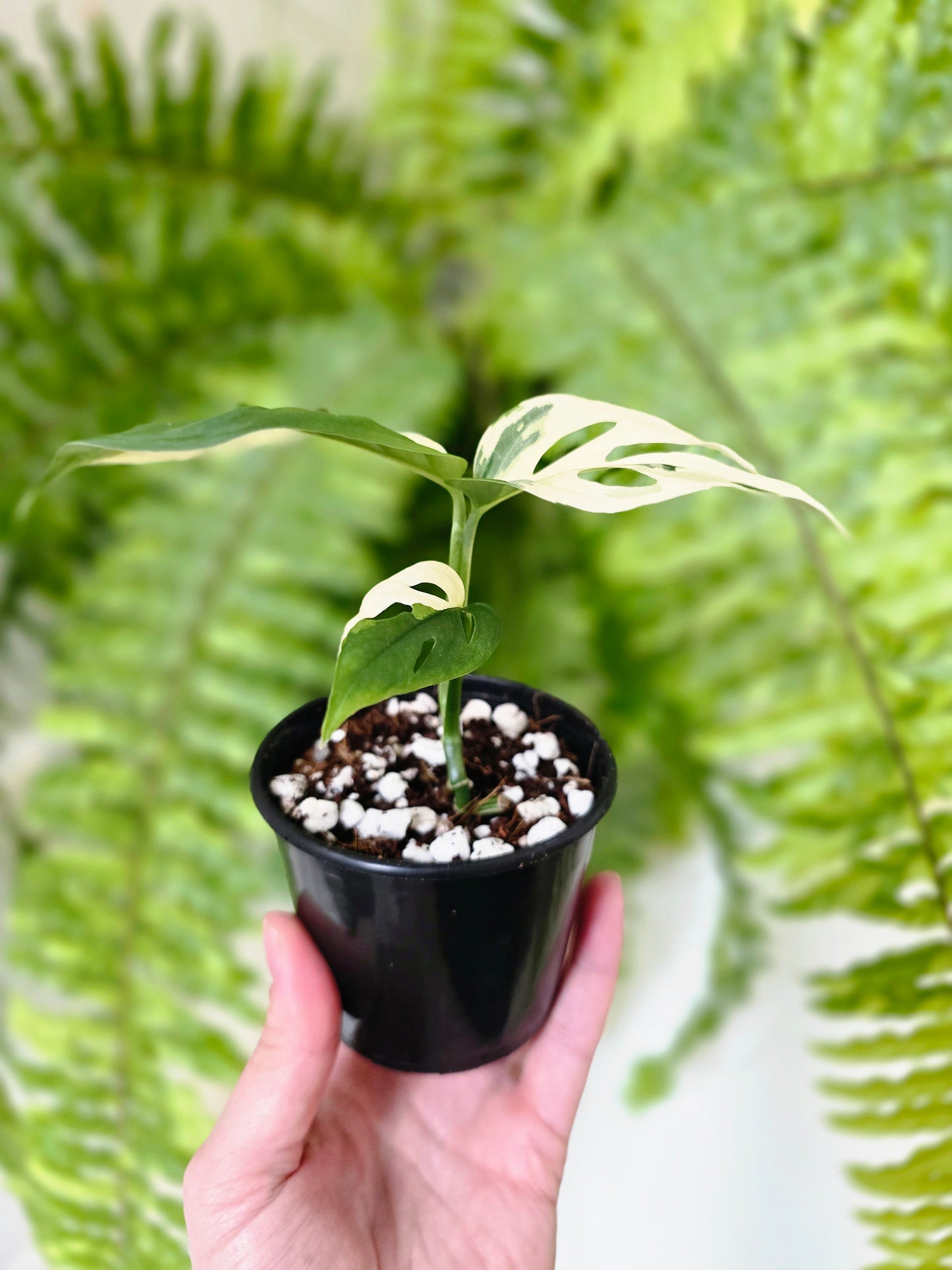 Monstera Adansonii Variegata 'Albo' - 80mm