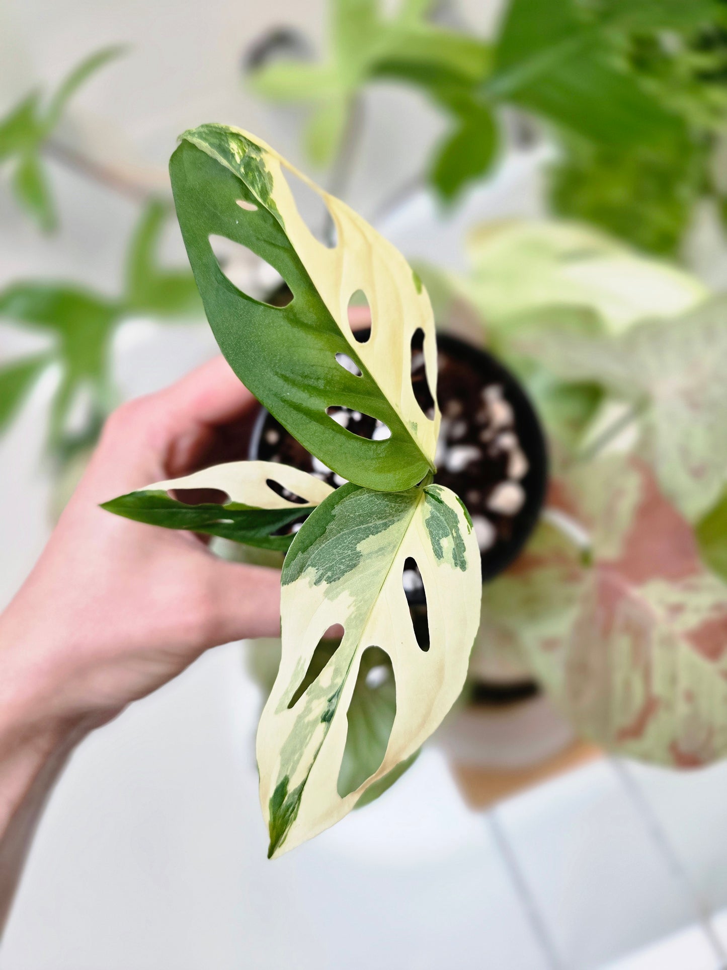 Monstera Adansonii Variegata 'Albo' - 80mm