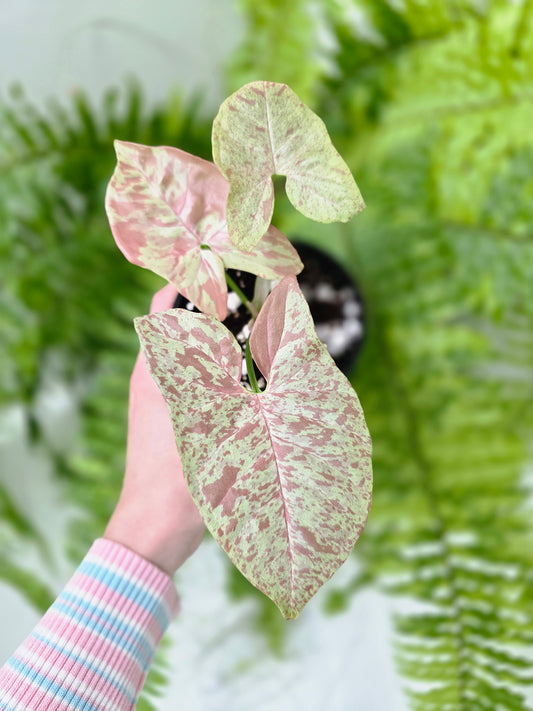 Syngonium Podophyllum 'Milk Confetti' - 100mm