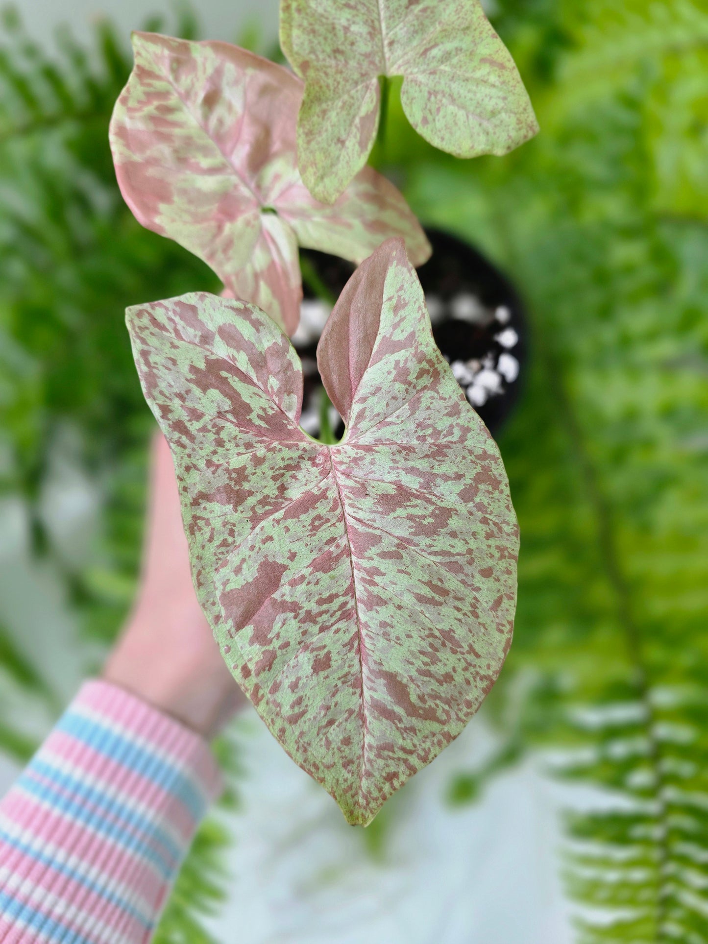 Syngonium Podophyllum 'Milk Confetti' - 100mm
