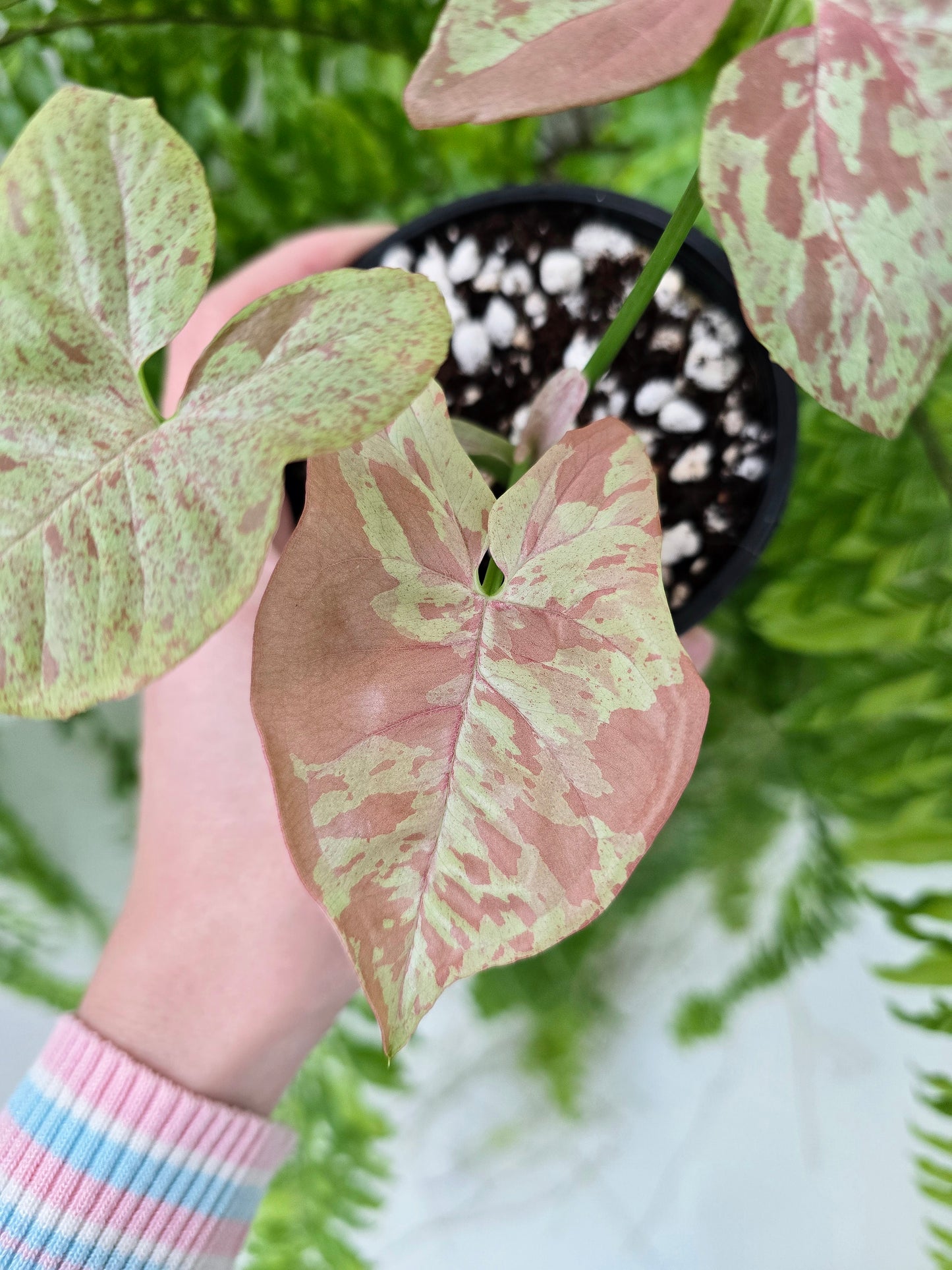 Syngonium Podophyllum 'Milk Confetti' - 100mm