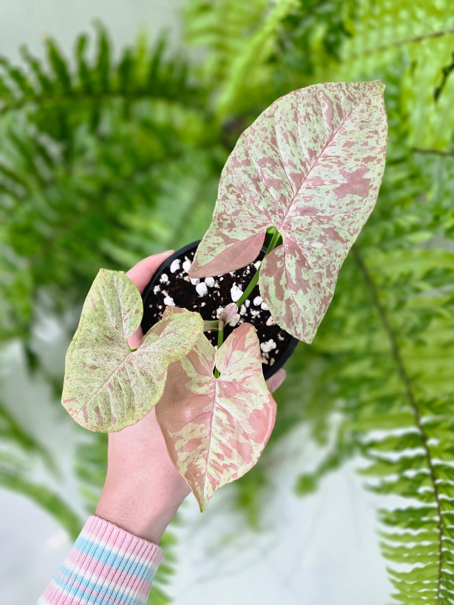 Syngonium Podophyllum 'Milk Confetti' - 100mm