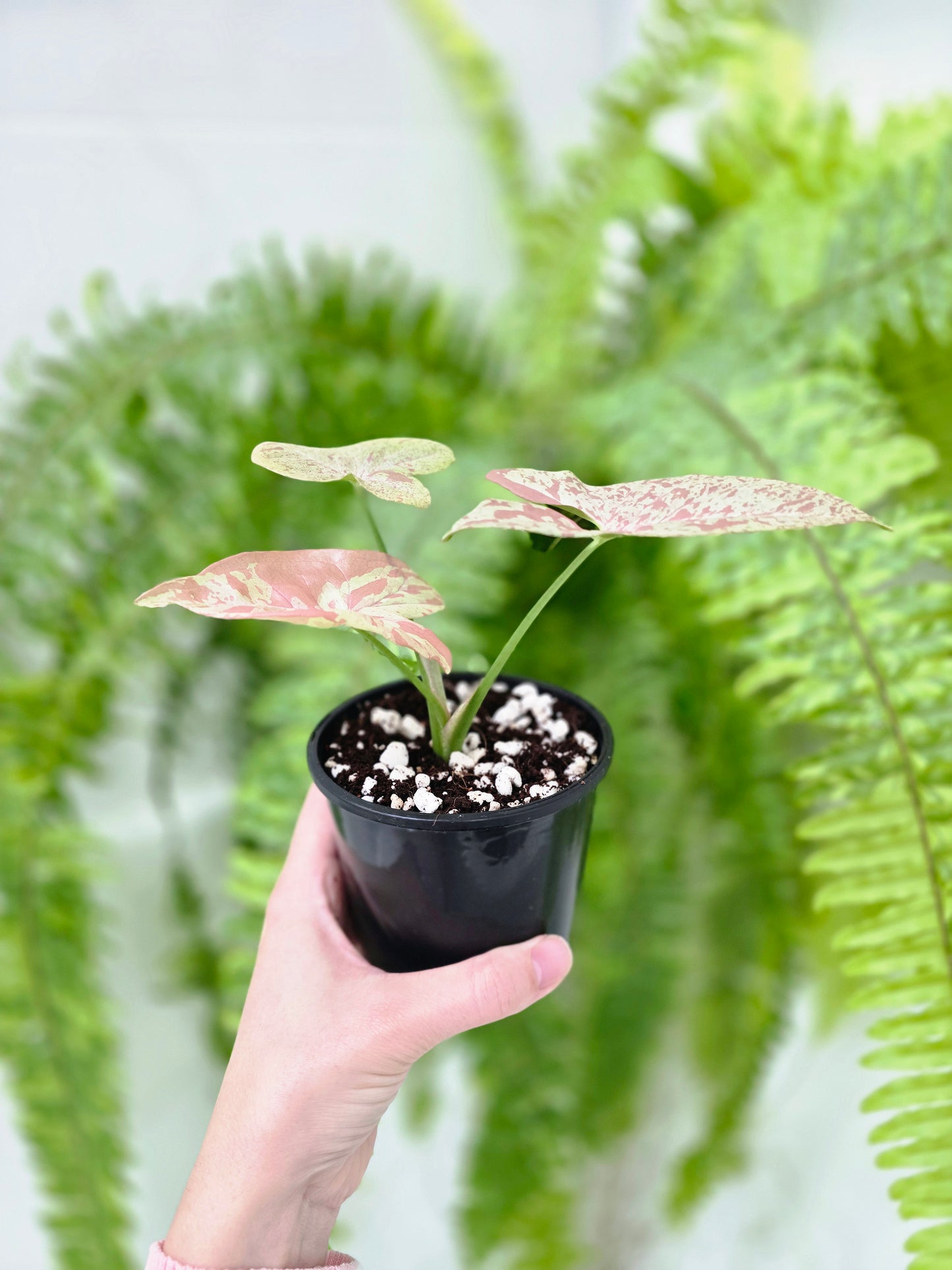 Syngonium Podophyllum 'Milk Confetti' - 100mm