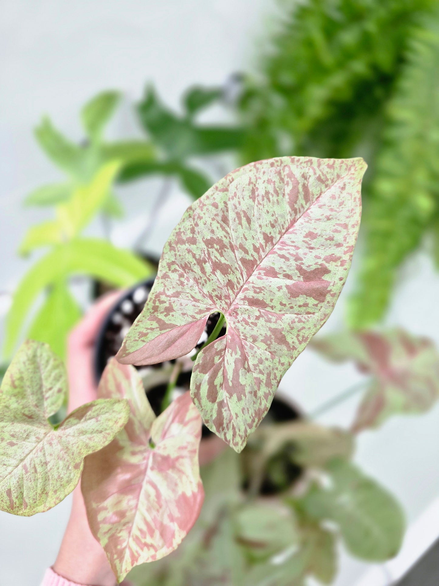 Syngonium Podophyllum 'Milk Confetti' - 100mm