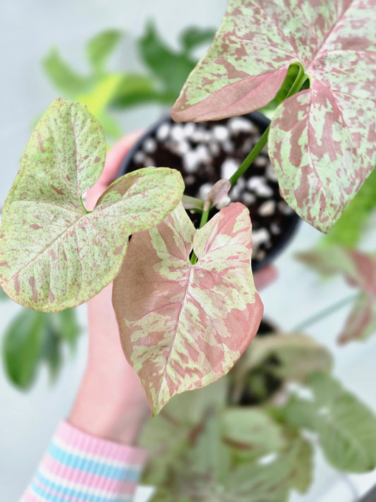 Syngonium Podophyllum 'Milk Confetti' - 100mm