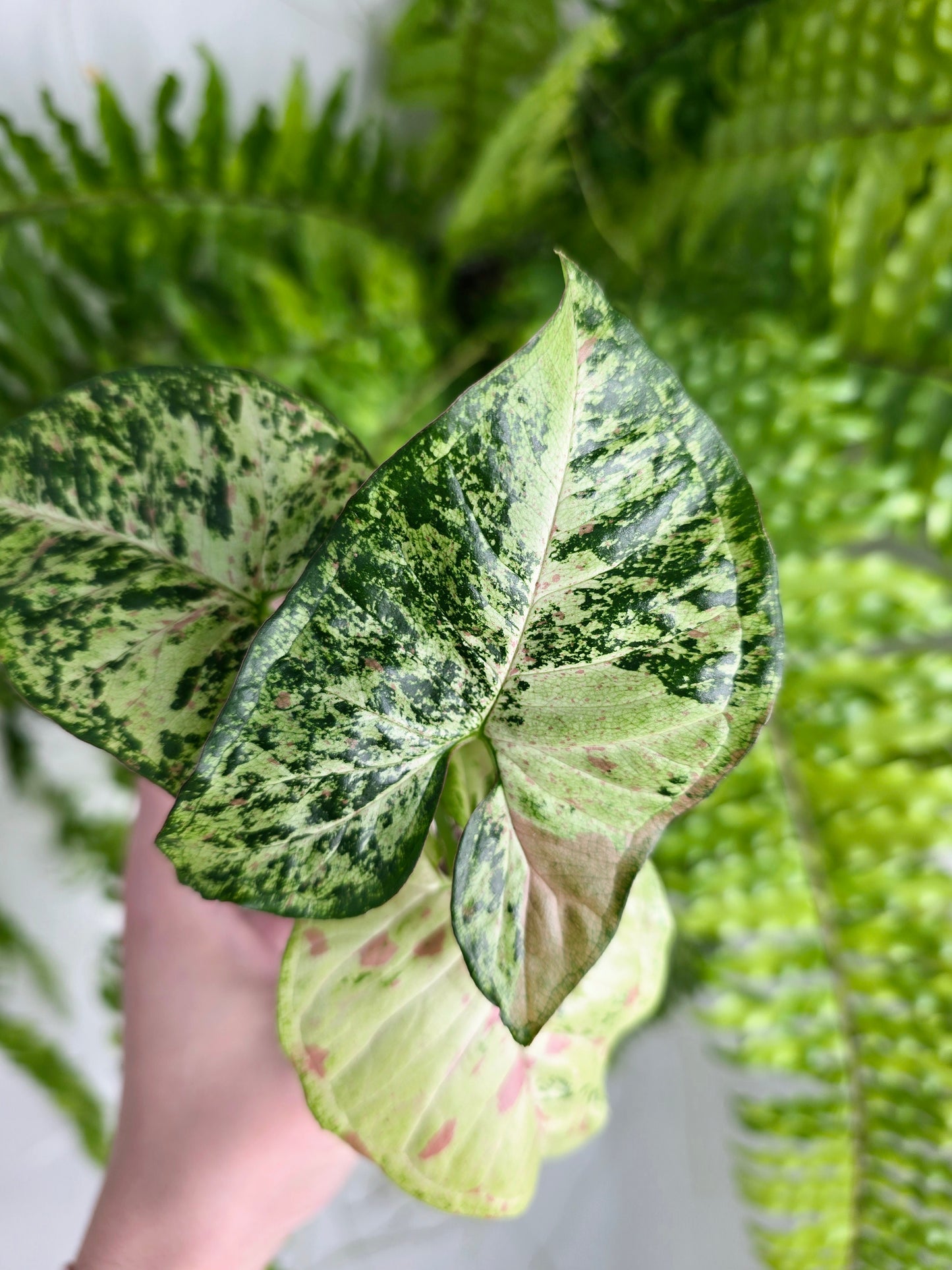 Syngonium Podophyllum 'Confetti Tricolour' - 100mm