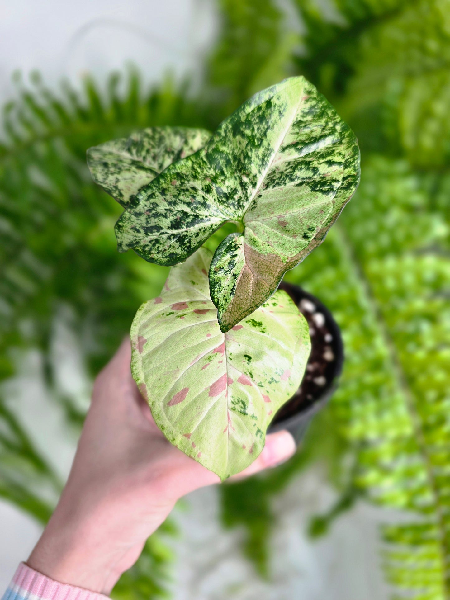 Syngonium Podophyllum 'Confetti Tricolour' - 100mm