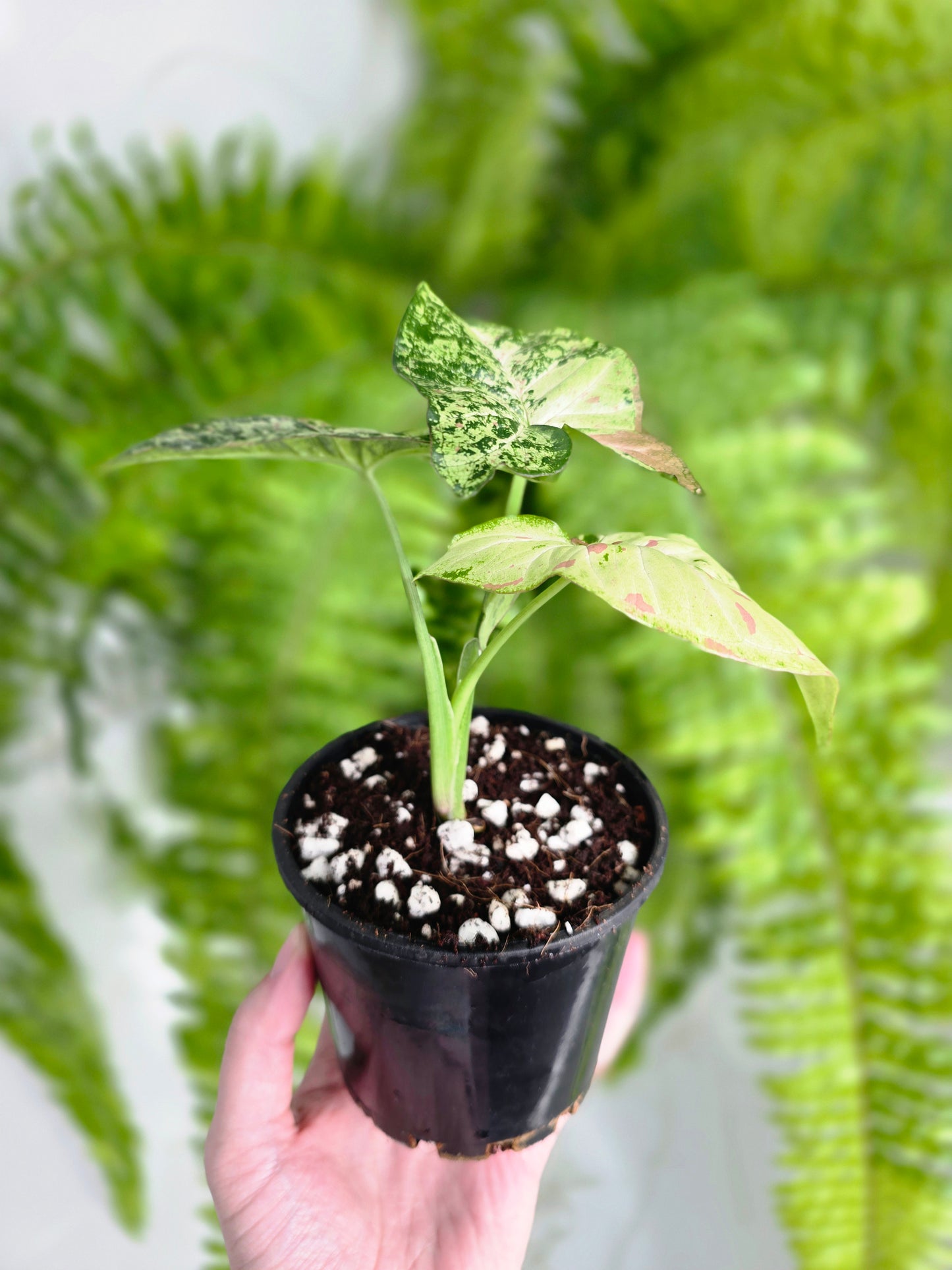 Syngonium Podophyllum 'Confetti Tricolour' - 100mm